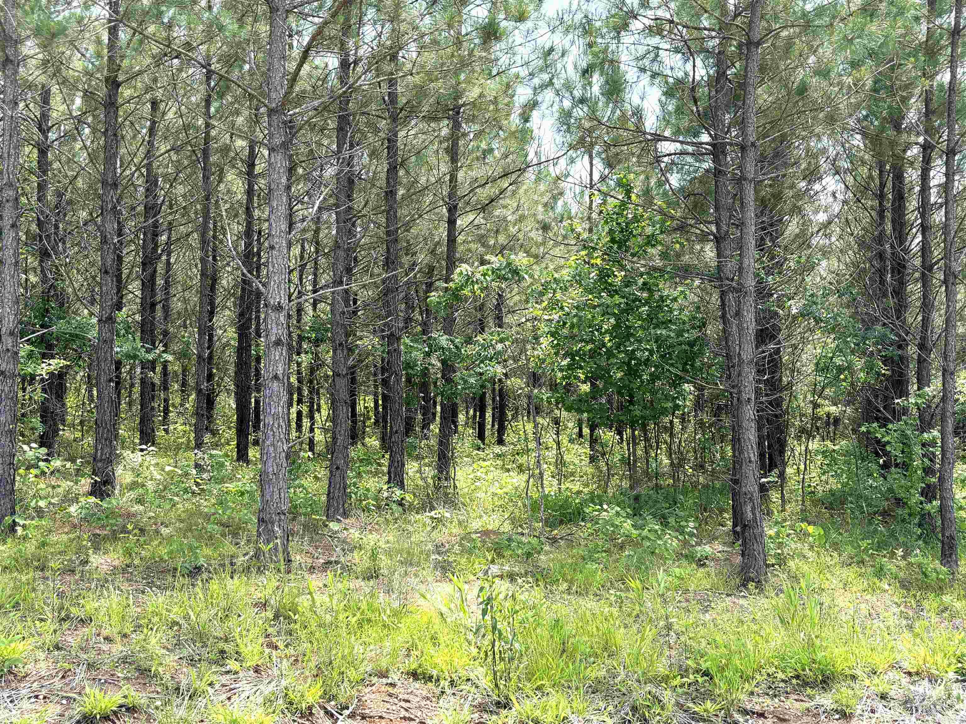 lot 28 Grant County Road 763  Sheridan, AR