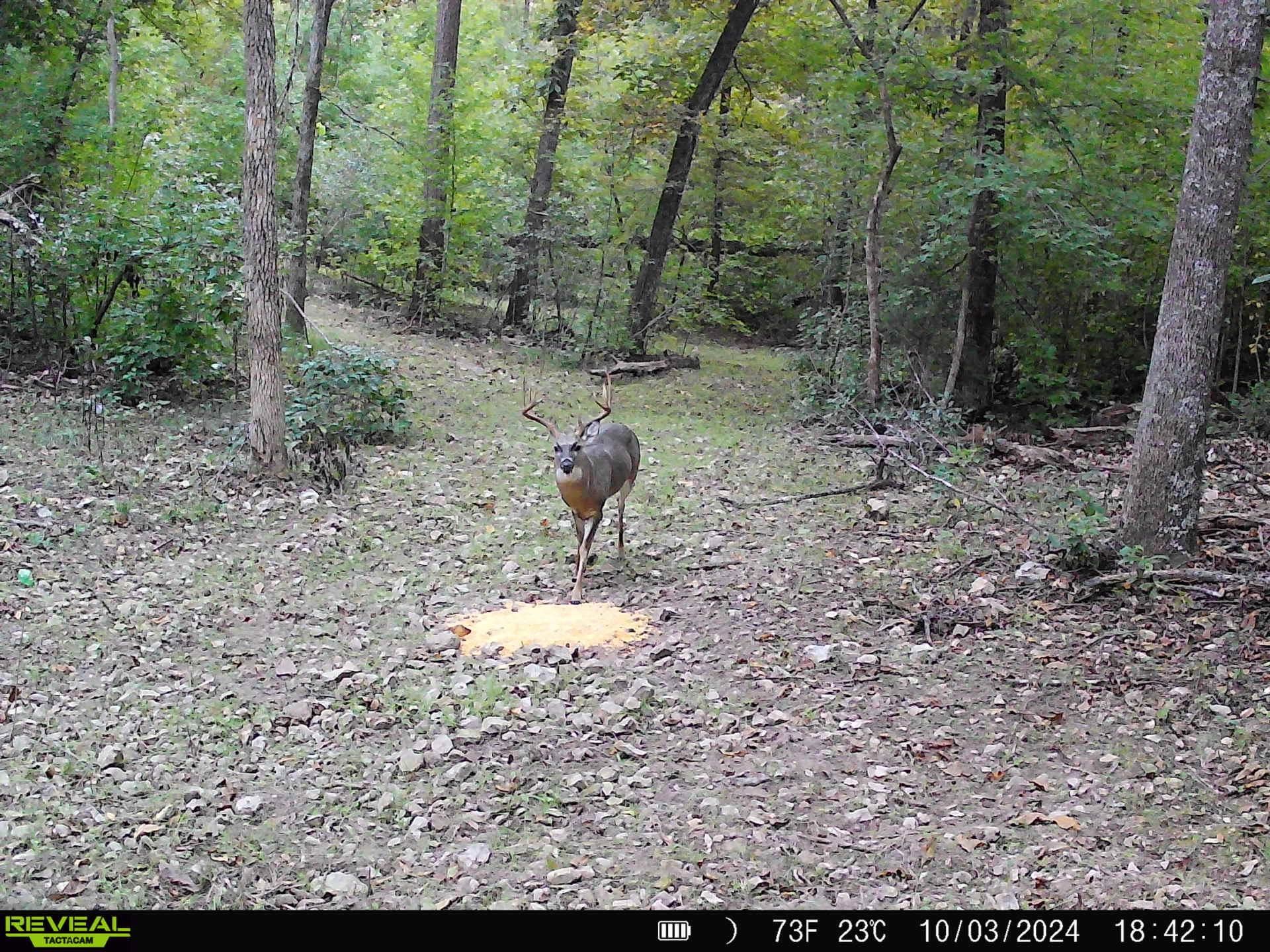 974 Geier Road  Mountain View, AR