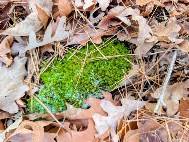 TBD Ayora  Hot Springs Village, AR