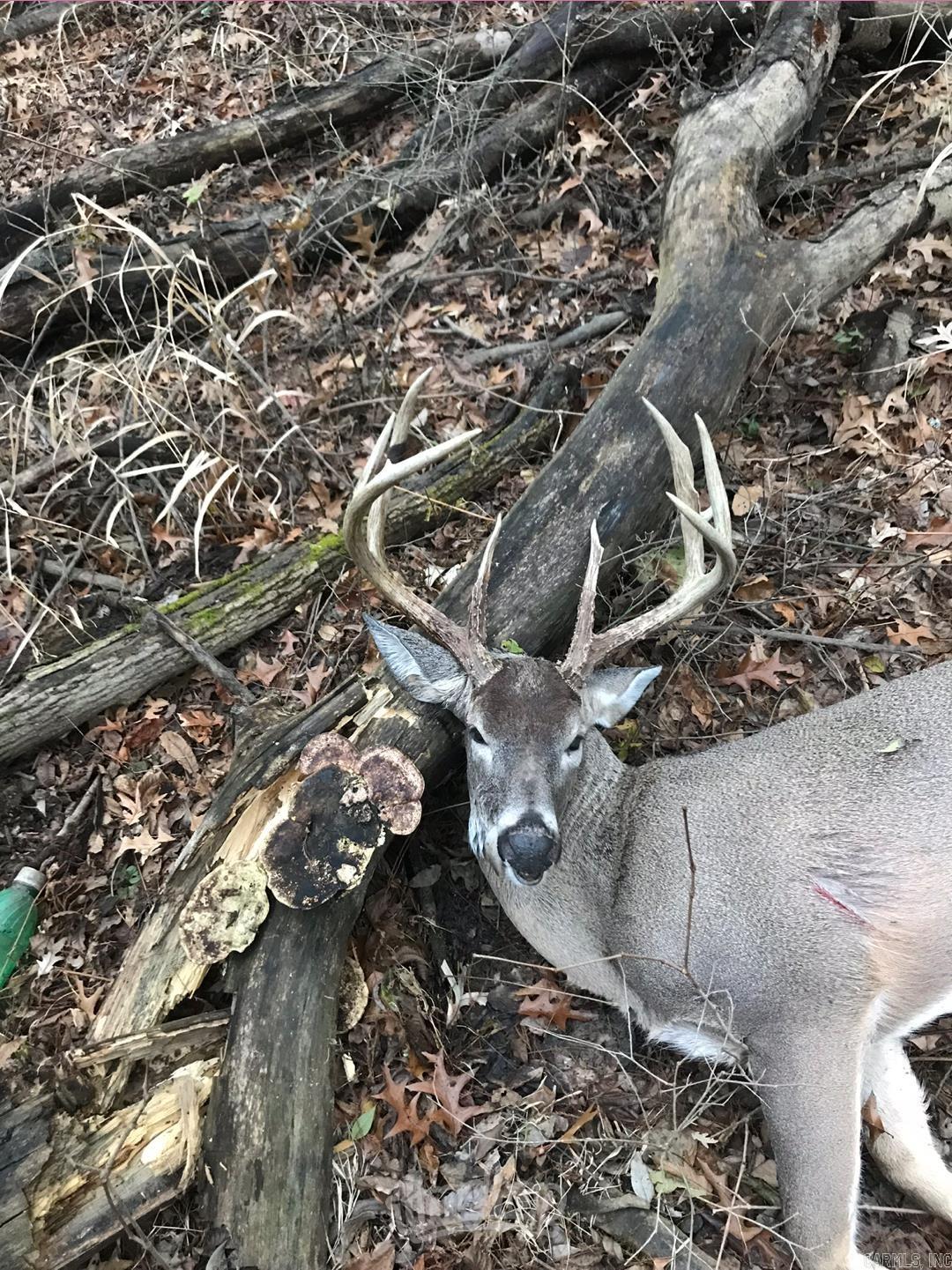 00 Cain  Griffithville, AR