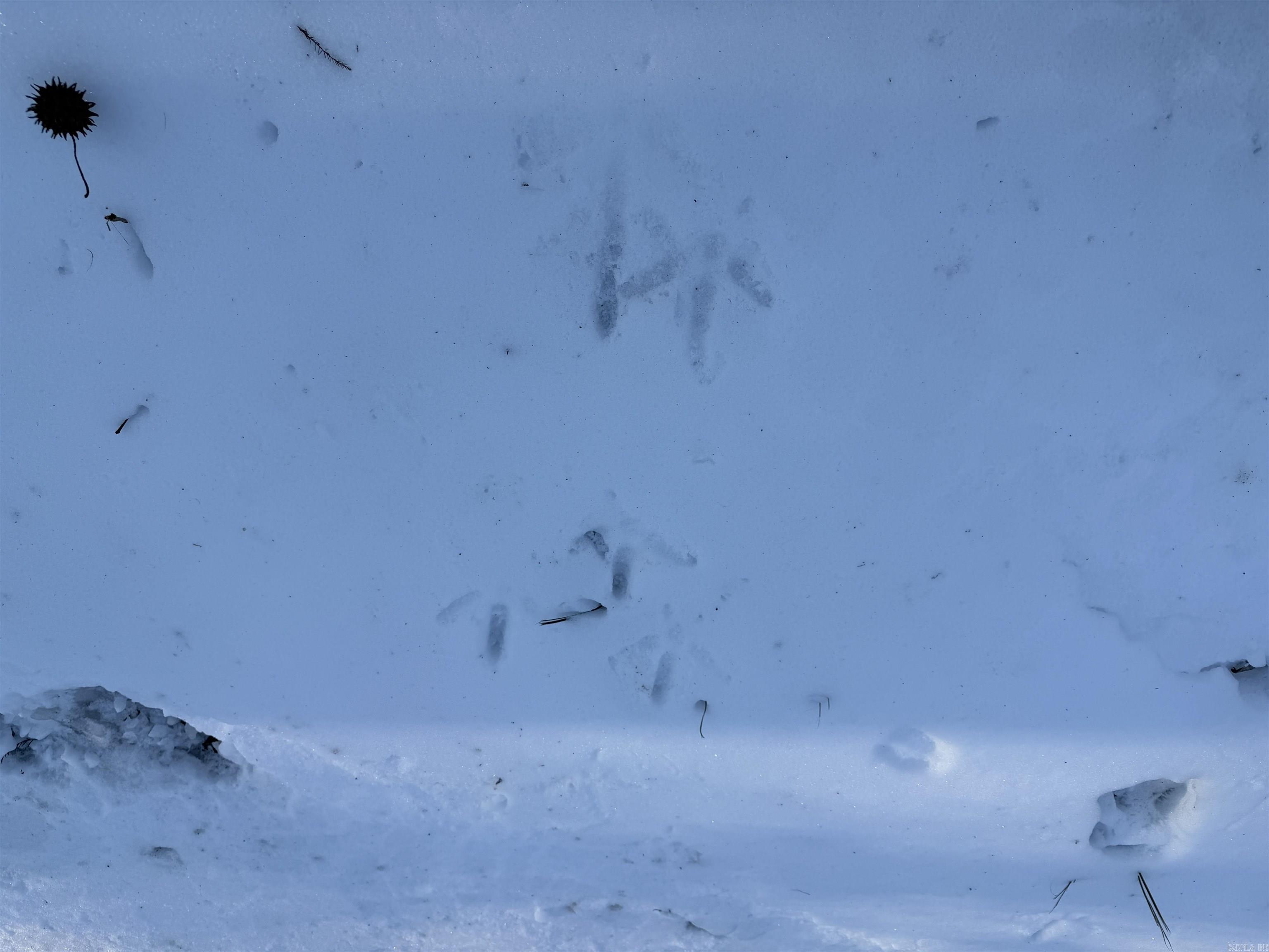 00 Cain  Griffithville, AR