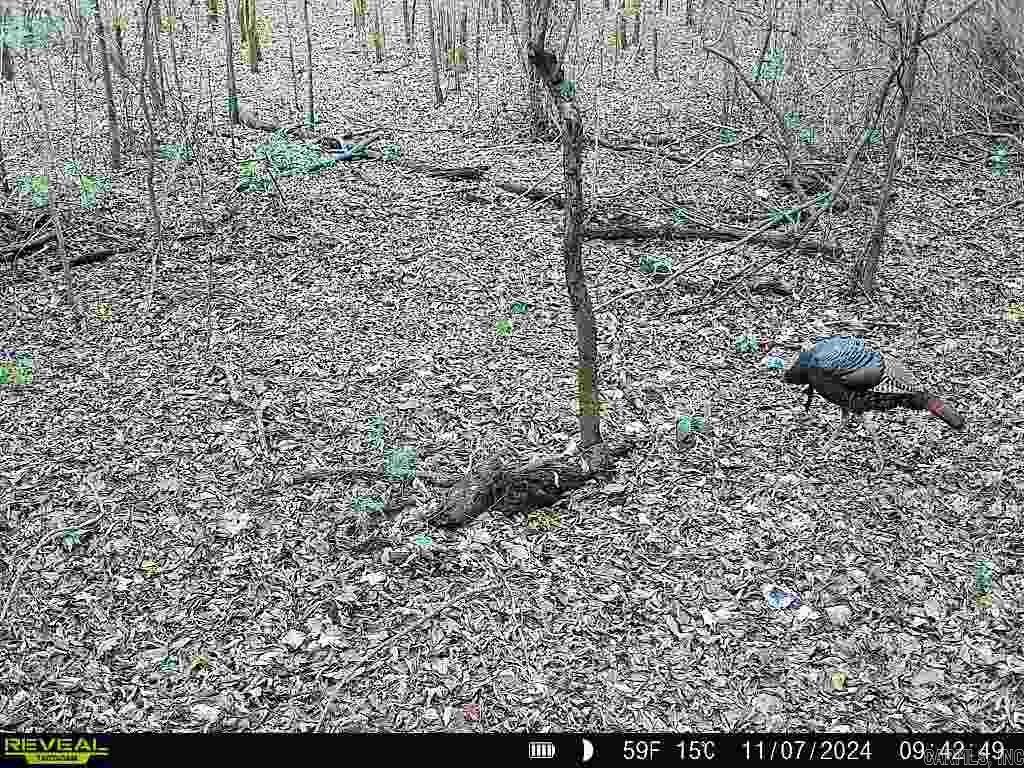 00 Cain  Griffithville, AR