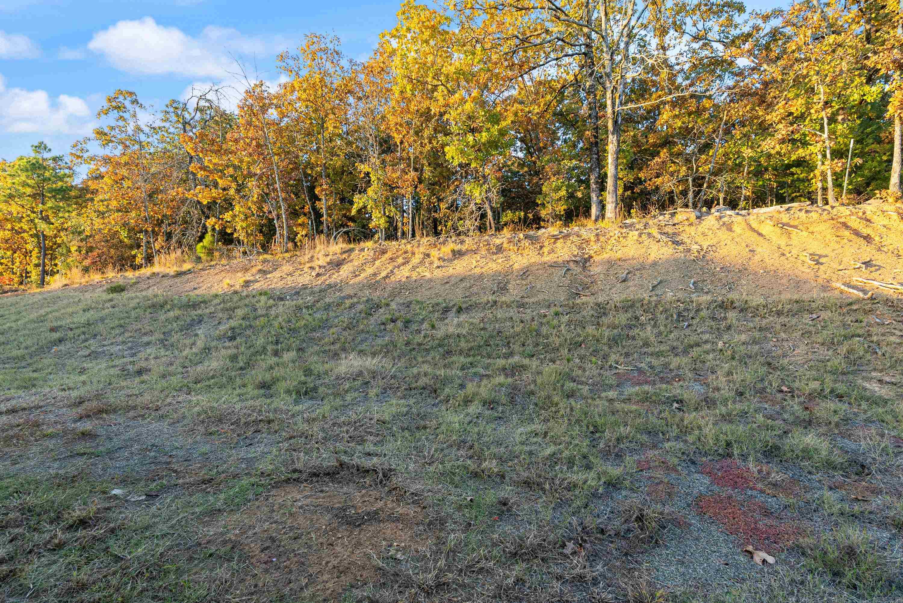 23 Barn Cat  Conway, AR