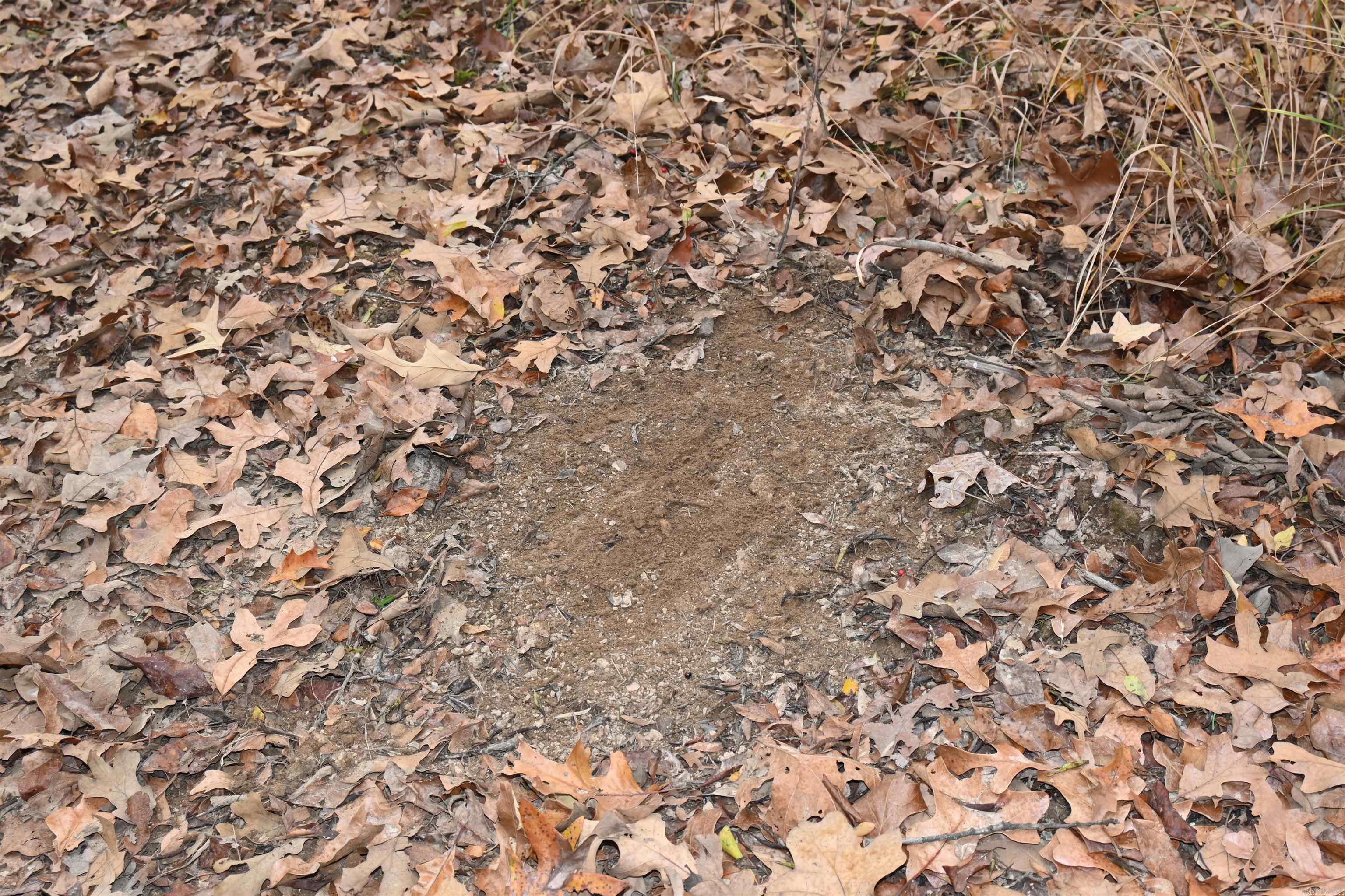 512 Owens Ln  Casscoe, AR