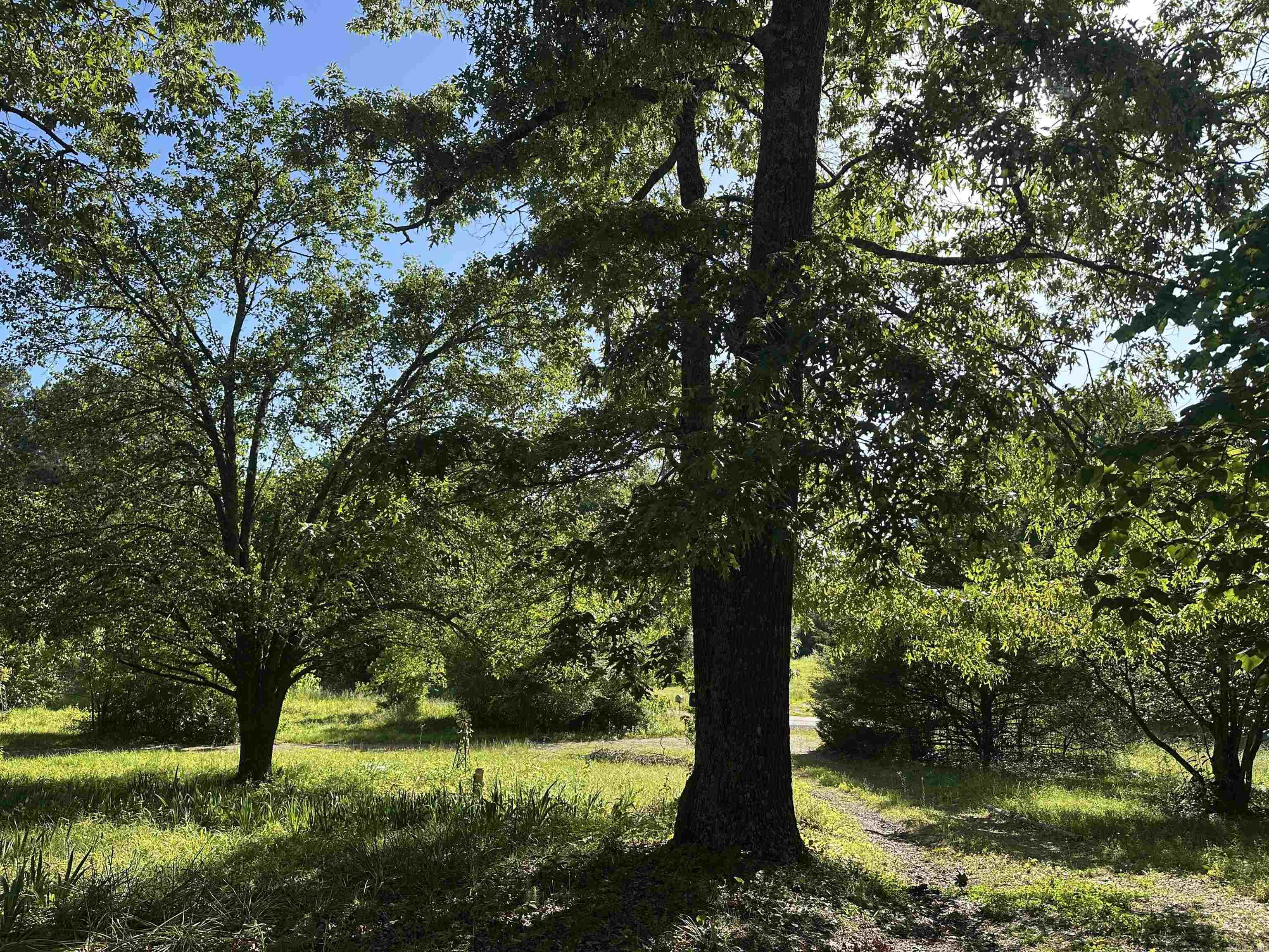 167 Polk road 286 Hatfield, AR 71945