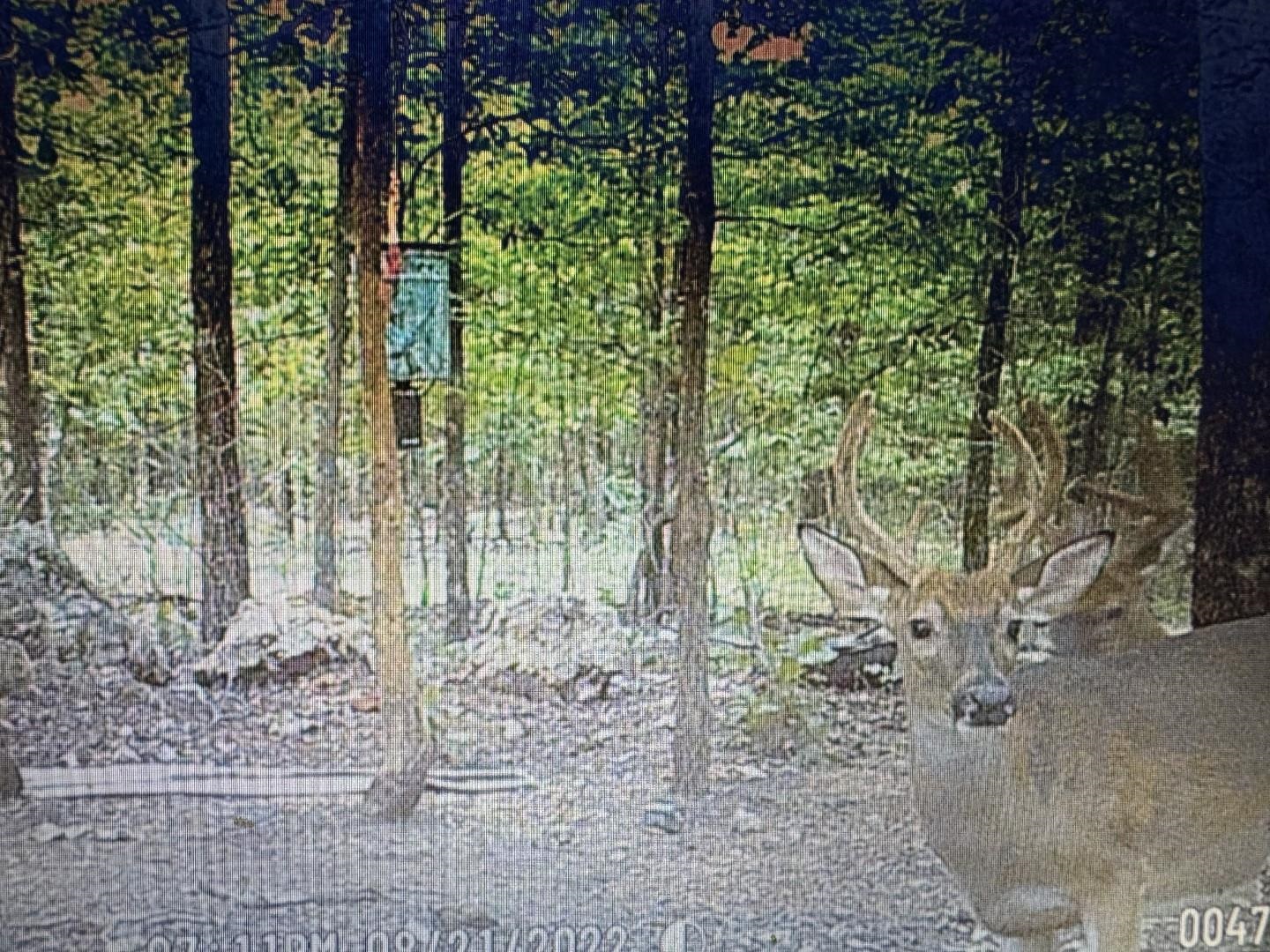 XX N Summit Ridge  Williford, AR