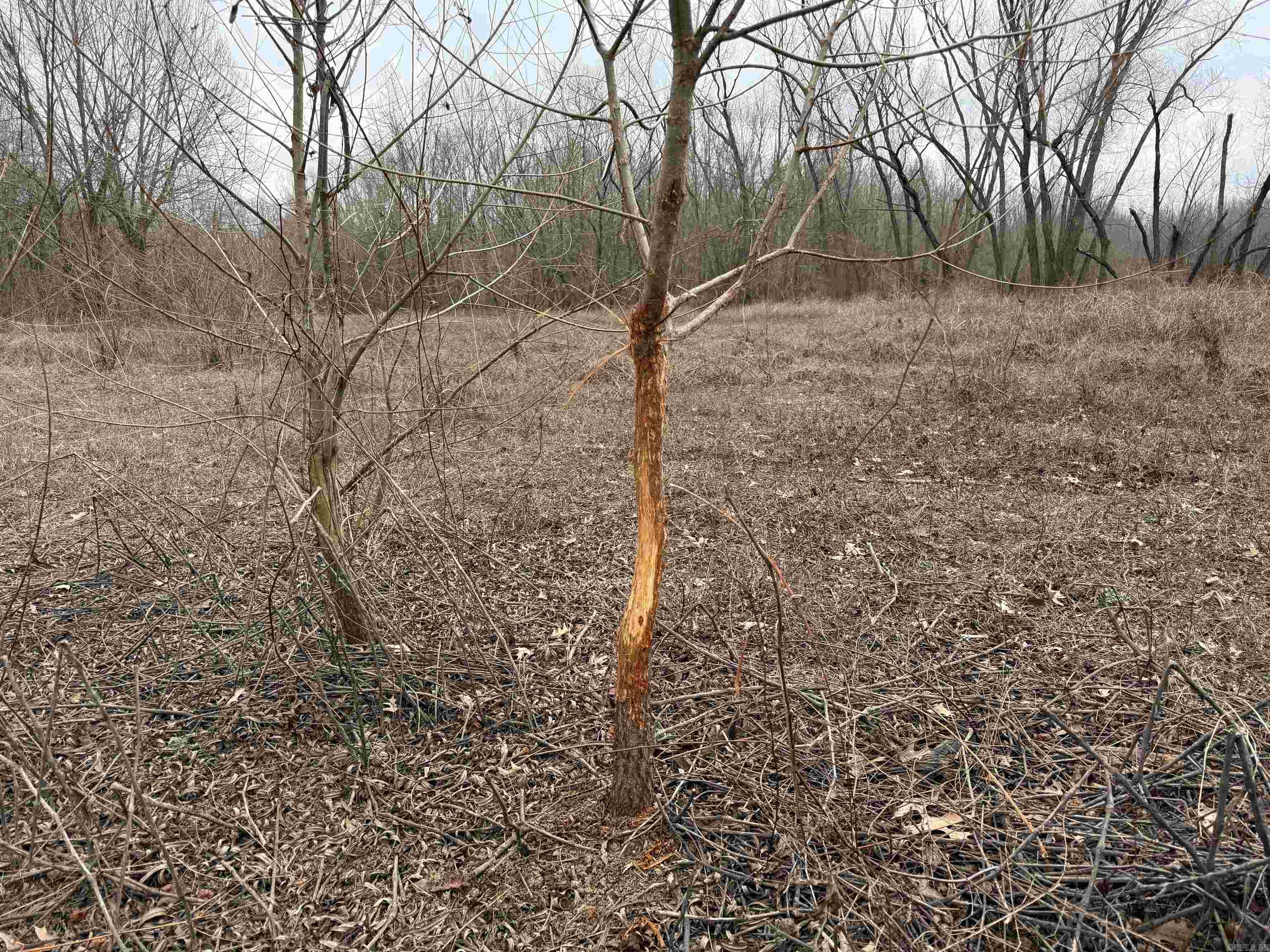 000 Wooruff CR 884  Augusta, AR