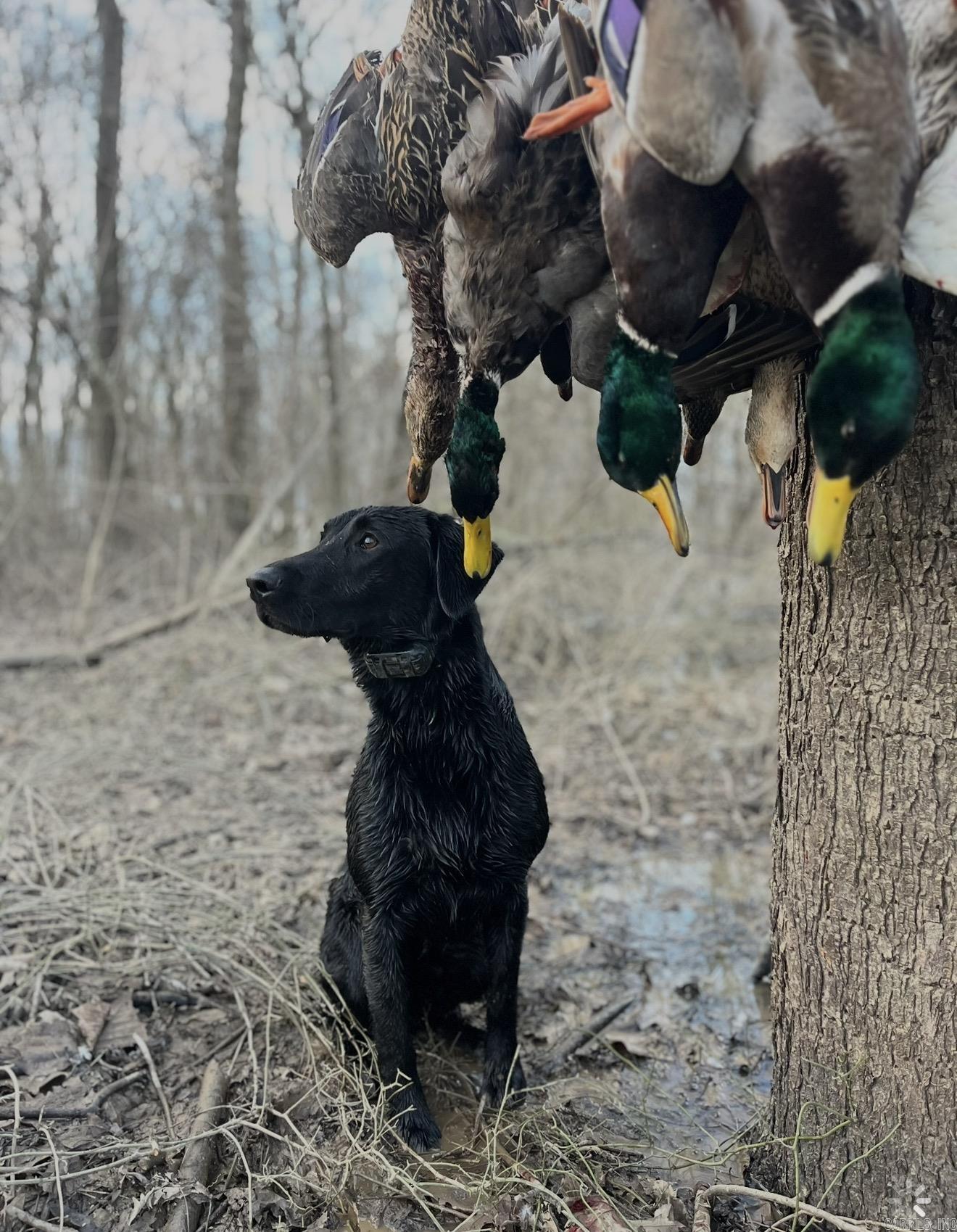 000 Wooruff CR 884  Augusta, AR