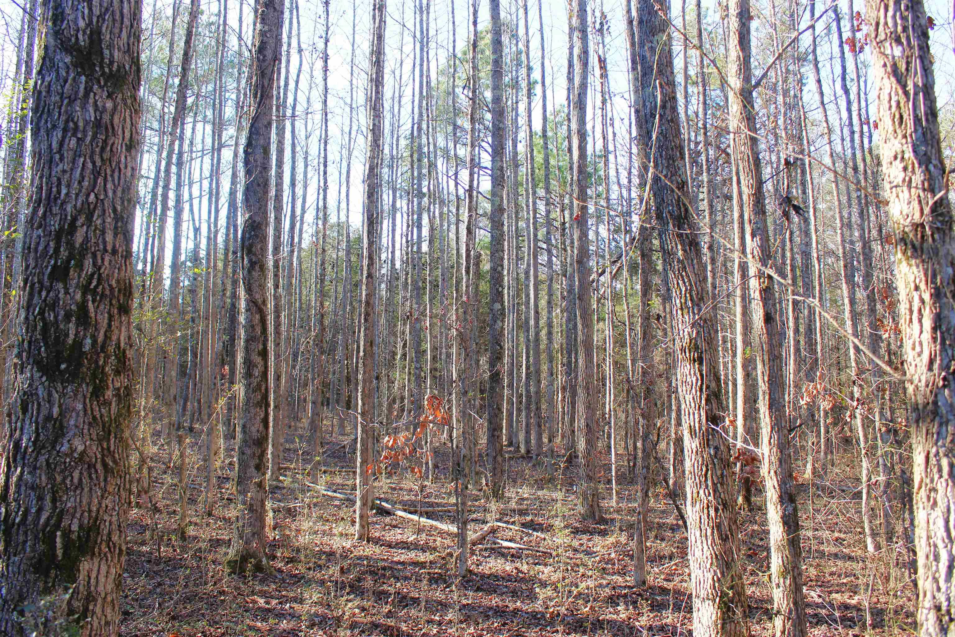 0 E Bivens  Quitman, AR