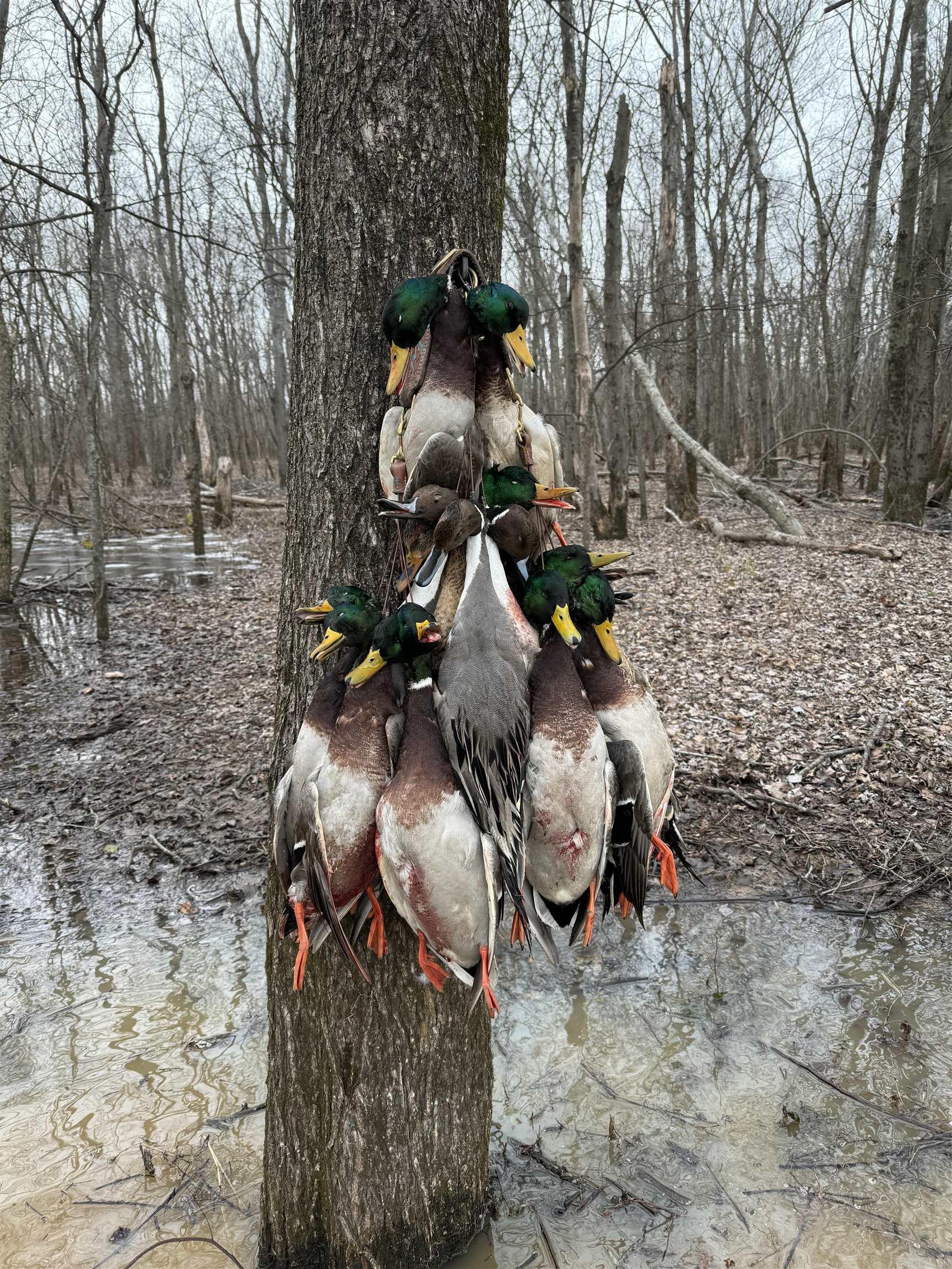 000 Woodruff CR 884  Augusta, AR