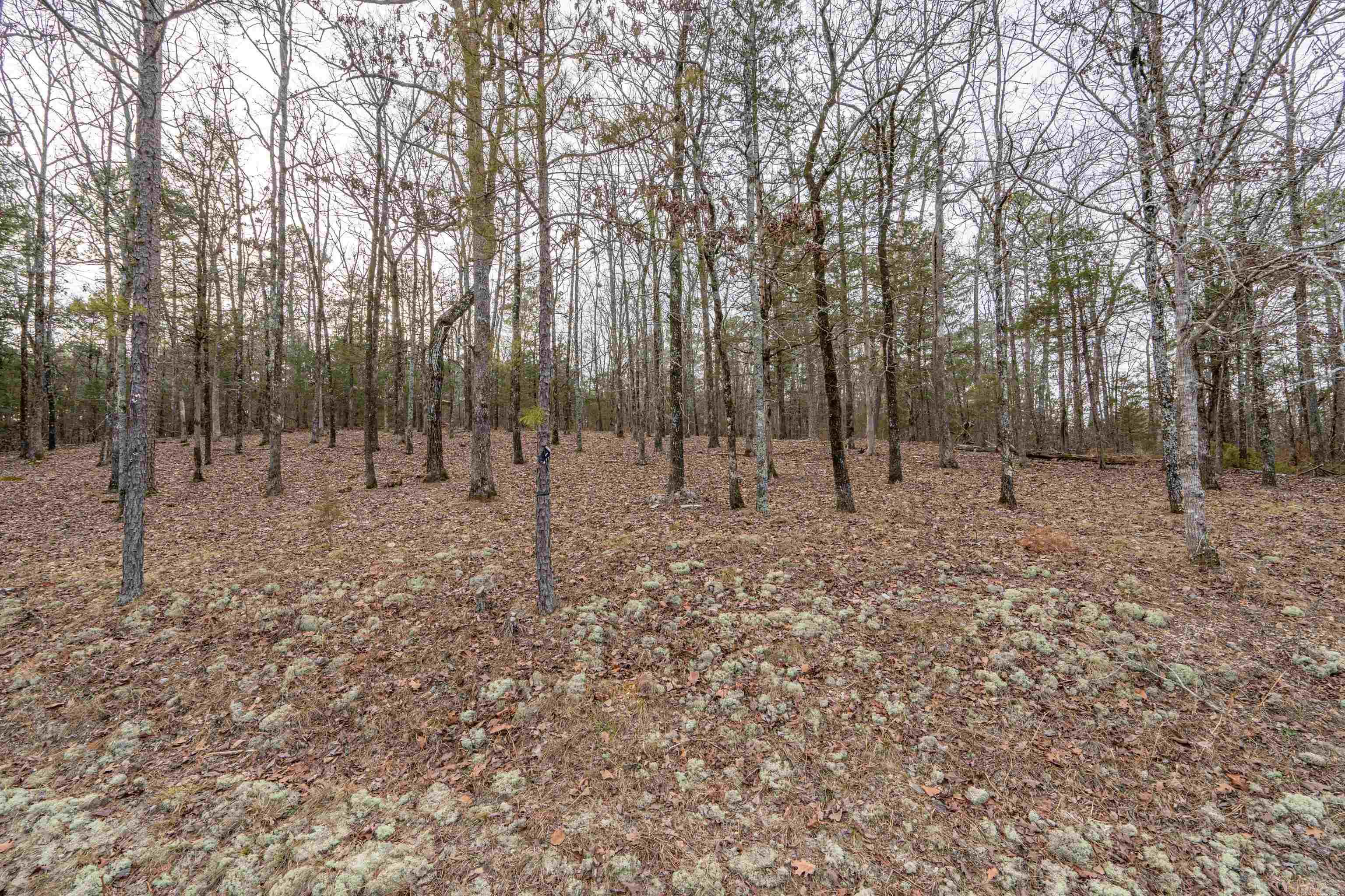 26 Levantino  Hot Springs Village, AR