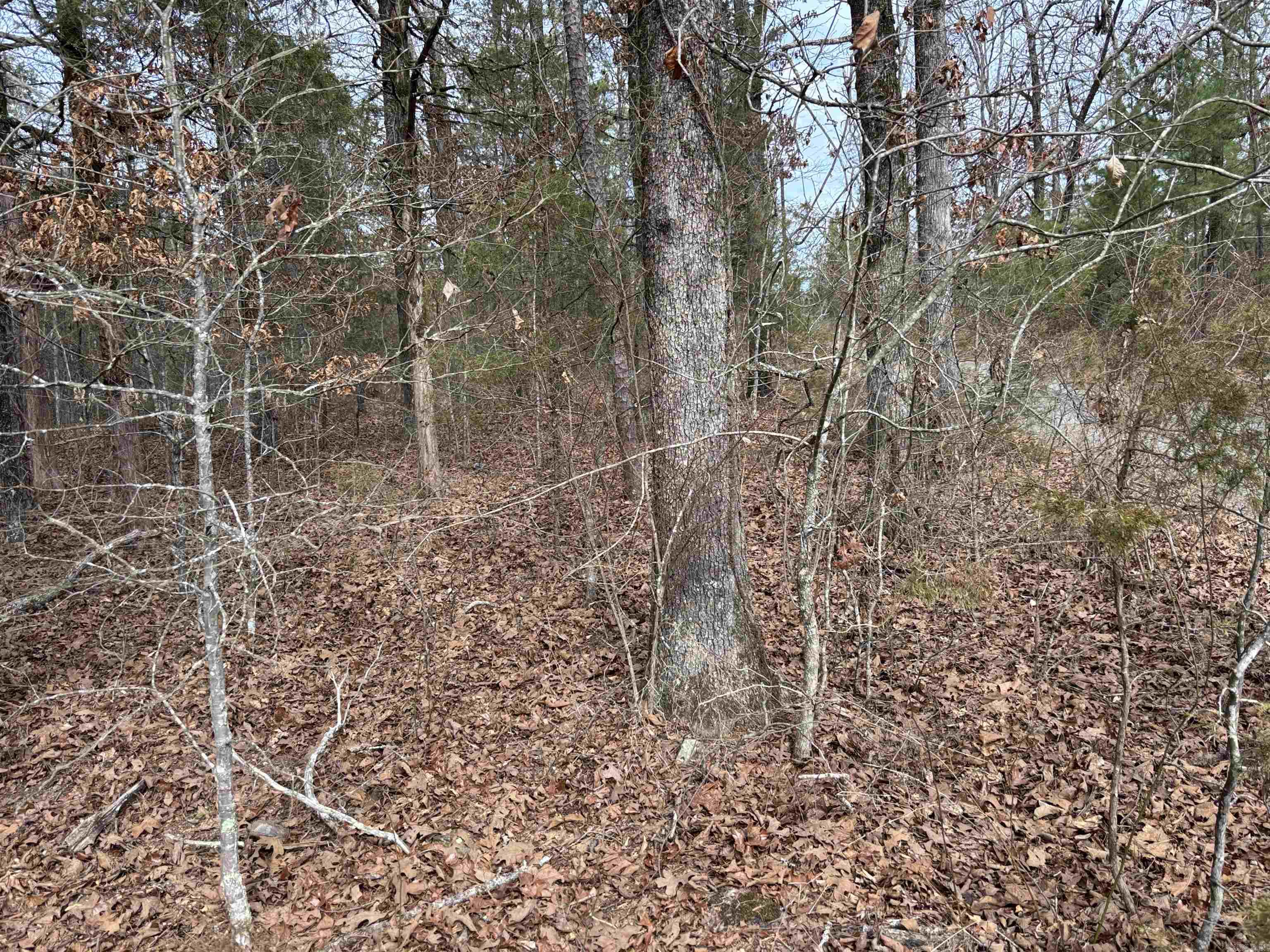 00 Pinewood  Clinton, AR