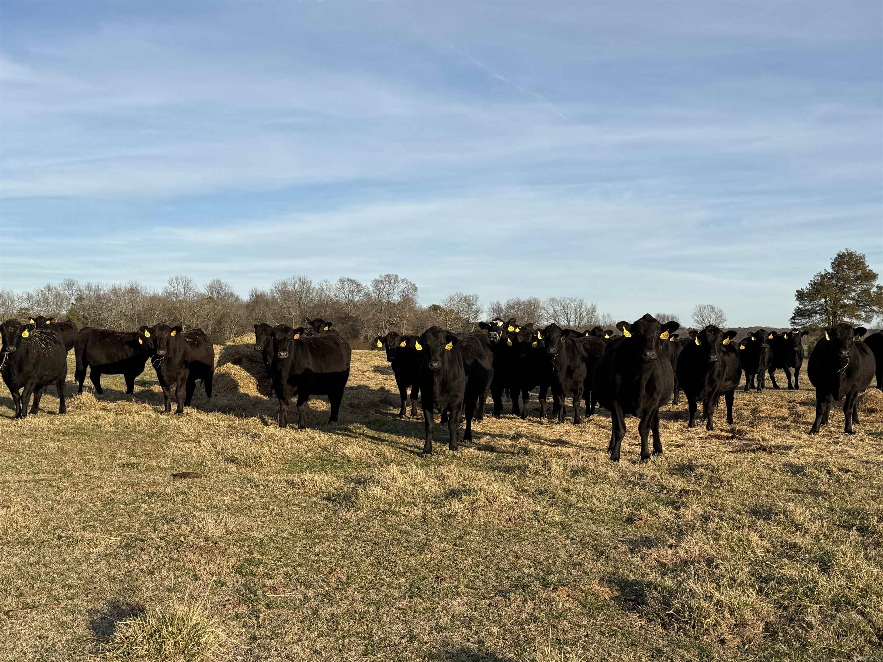 000 Turner Rd.  Rose Bud, AR