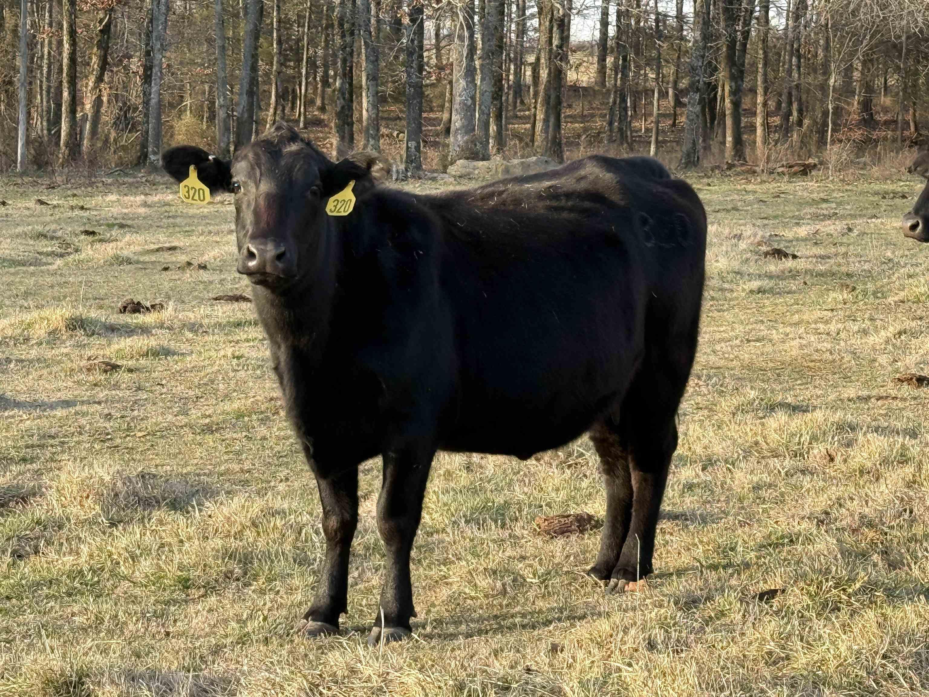 000 Turner Rd.  Rose Bud, AR