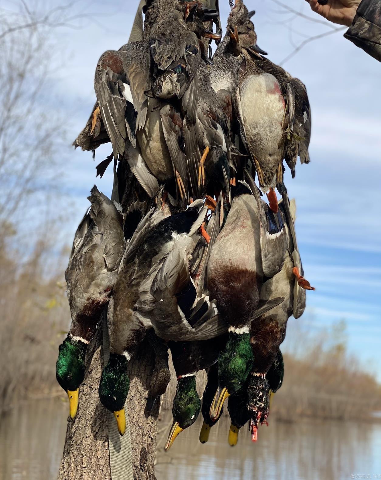 000 Woodruff CR 884  Augusta, AR