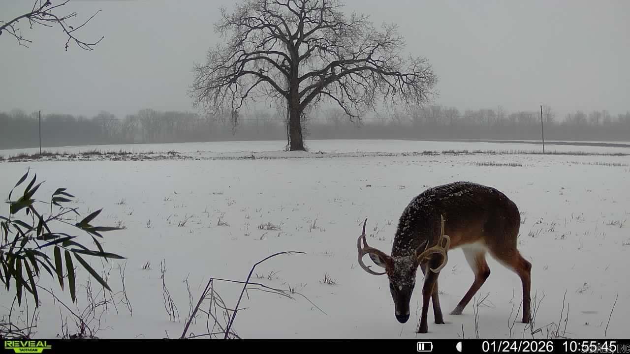 00 SFC 415 county rd 415  Widener, AR
