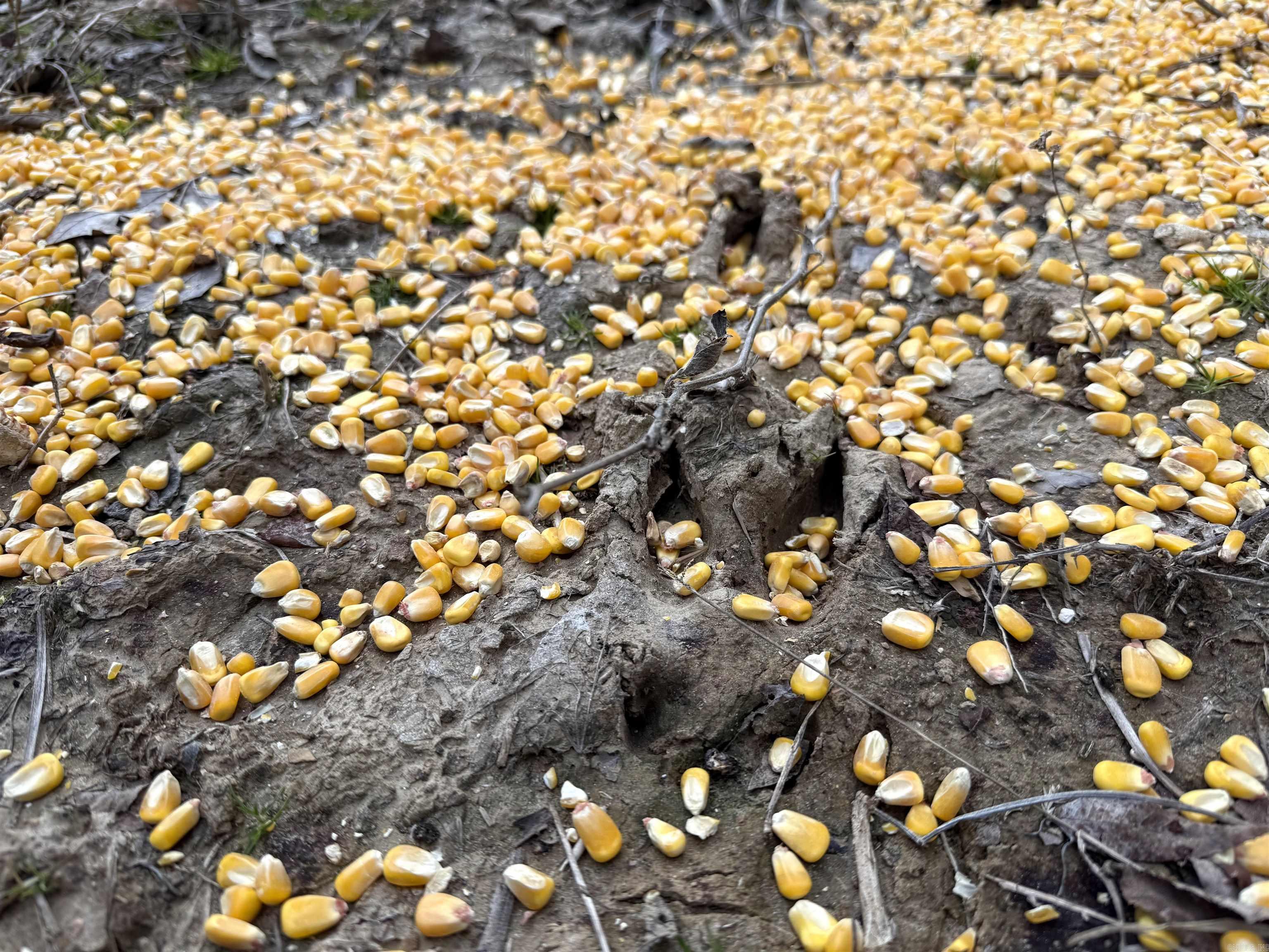 00 cr 415 county rd 415  Widener, AR