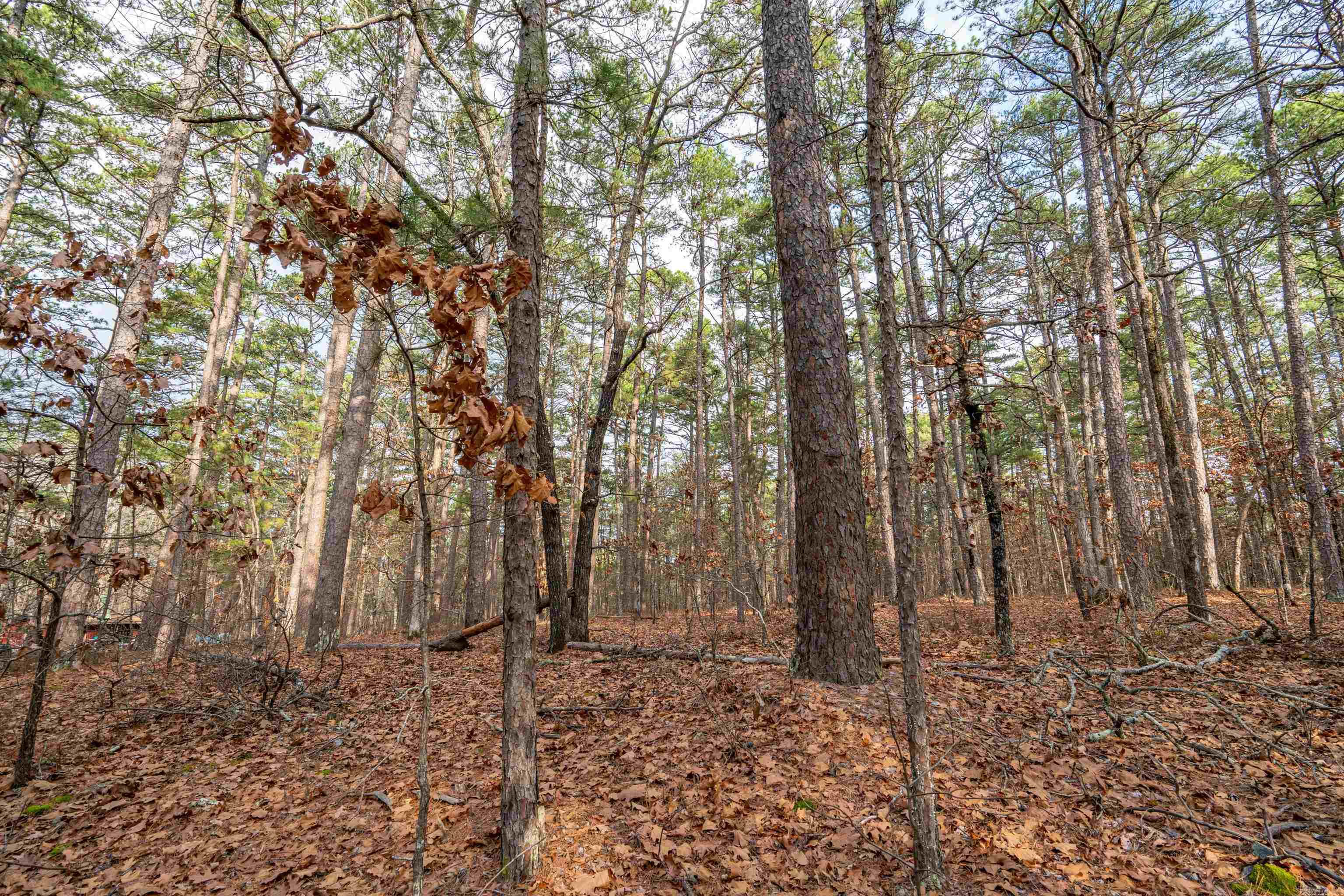 XX Pyrenees  Hot Springs Village, AR