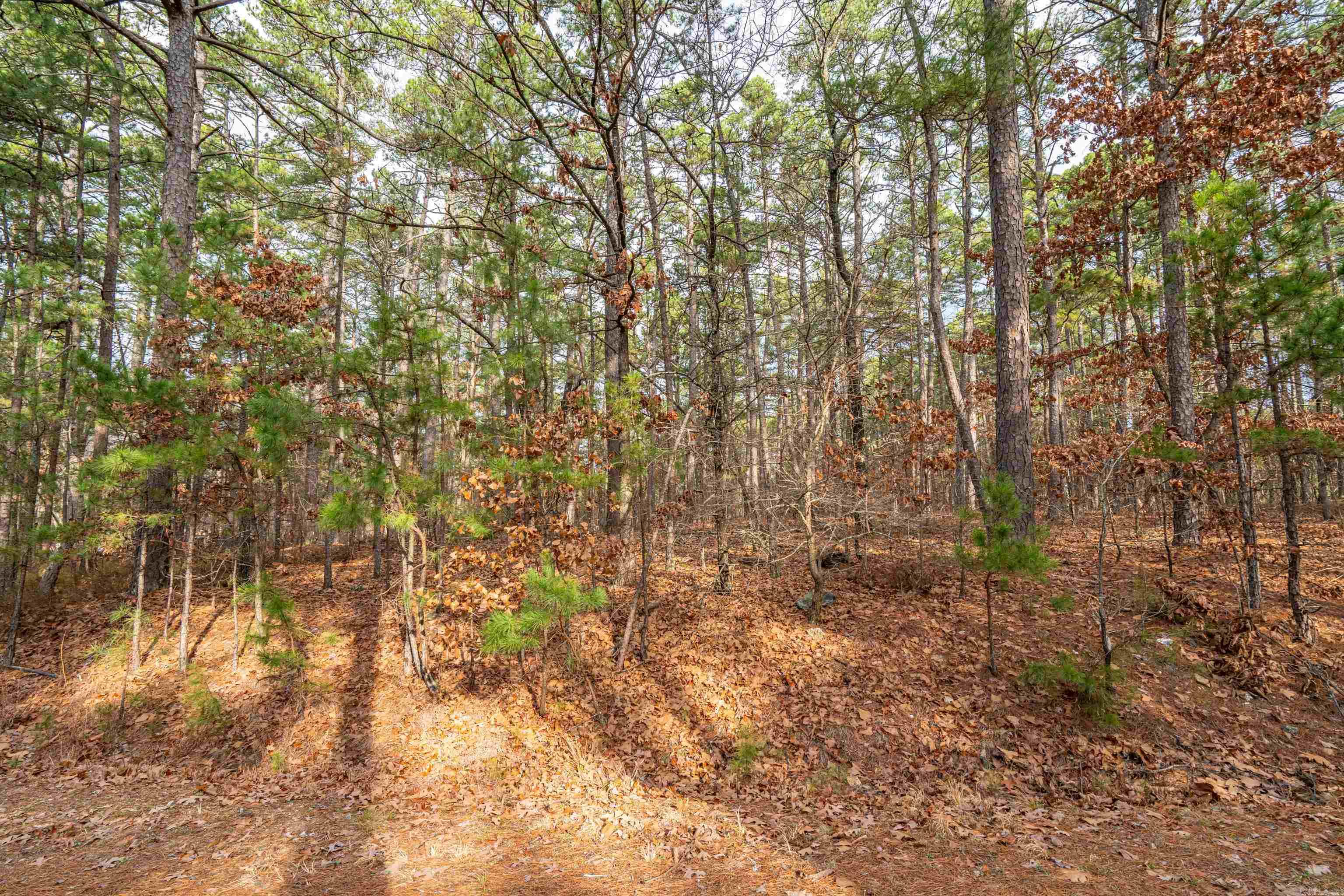 XX Pyrenees  Hot Springs Village, AR