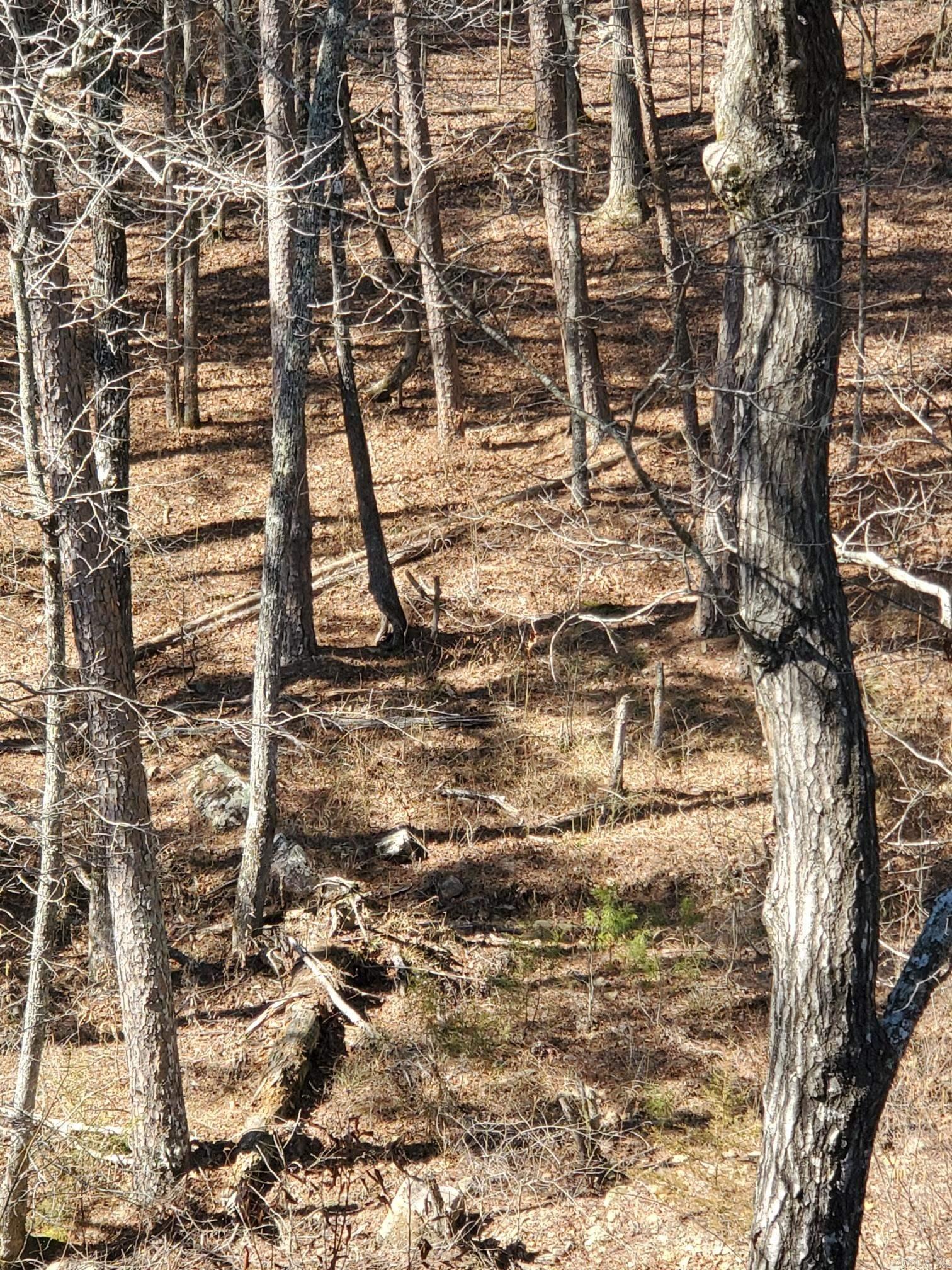 567 Shack Ceek Lane Mena, AR 71953