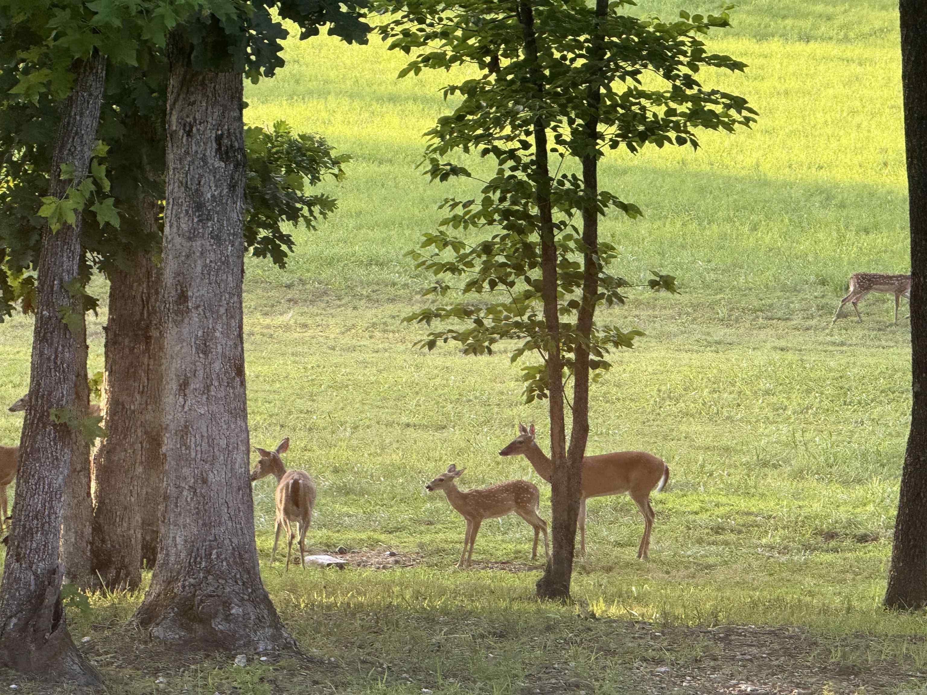 587 Owley  Mount Ida, AR