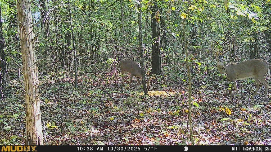 3.03 Acres County Road 389  Bono, AR