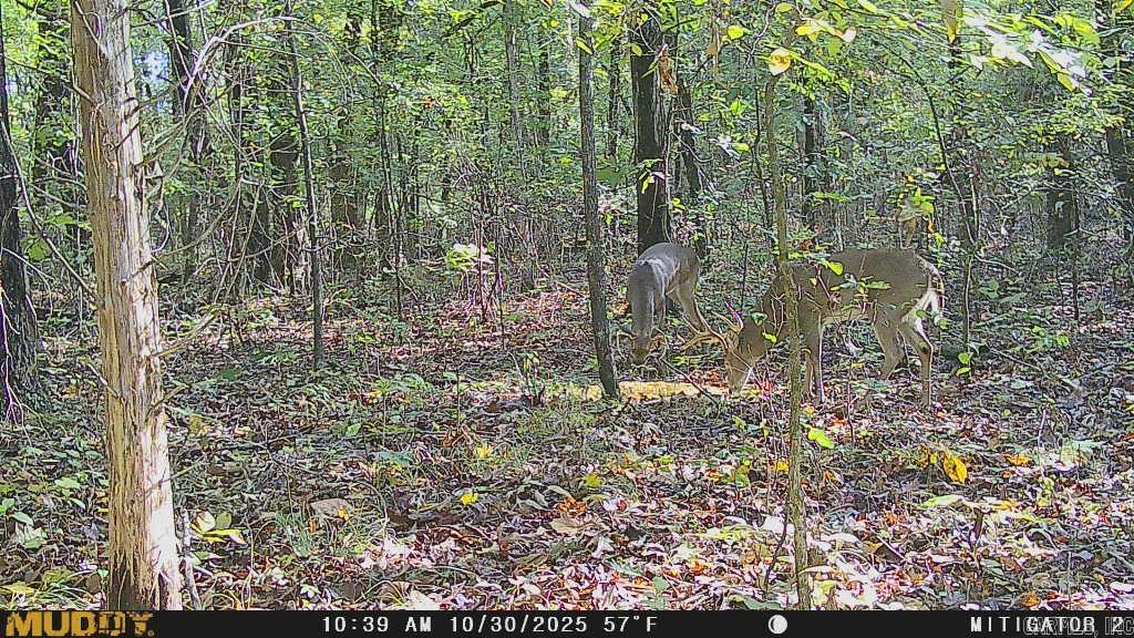 3.03 Acres County Road 389  Bono, AR