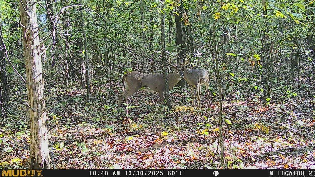 3.03 Acres County Road 389  Bono, AR