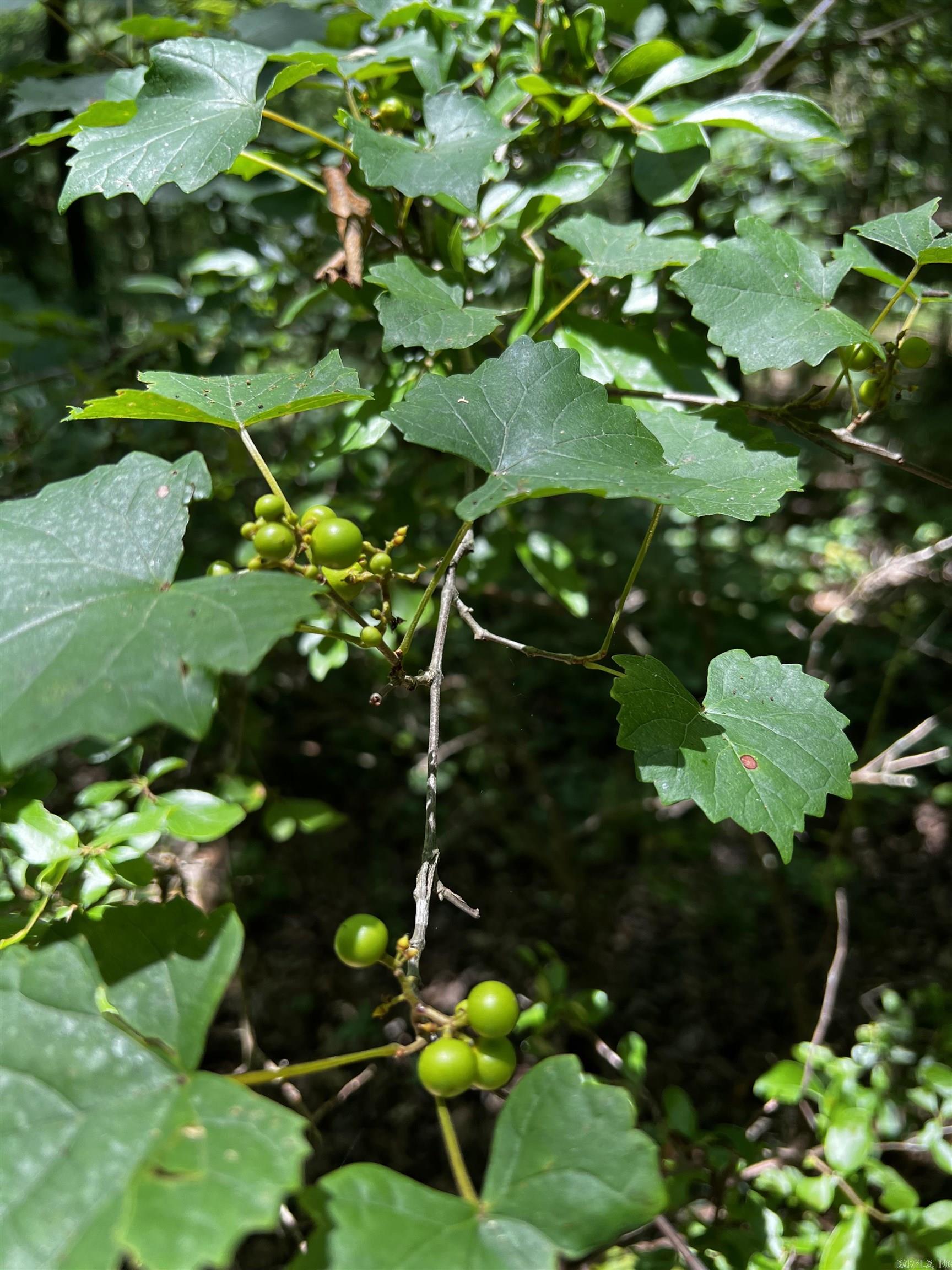 Heber Springs Area Heber Springs Area Heber Springs, AR