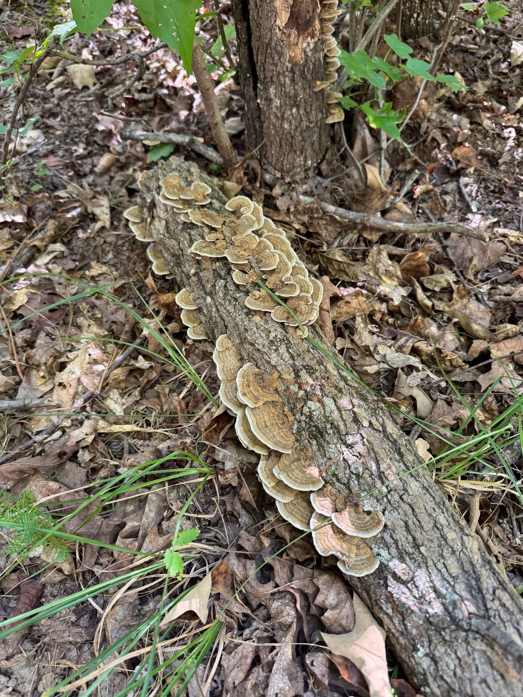 623 Batesville Mountain  Damascus, AR