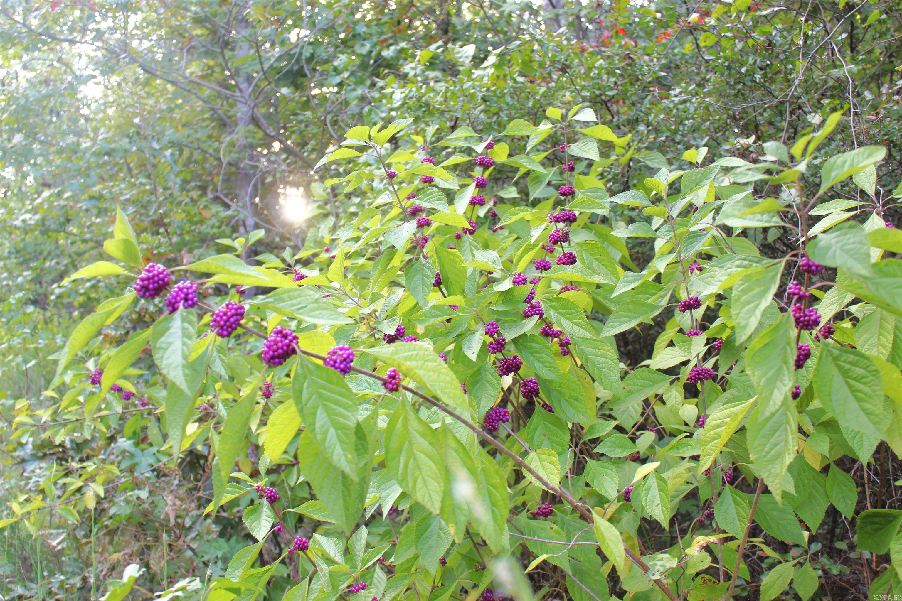 623 Batesville Mountain  Damascus, AR