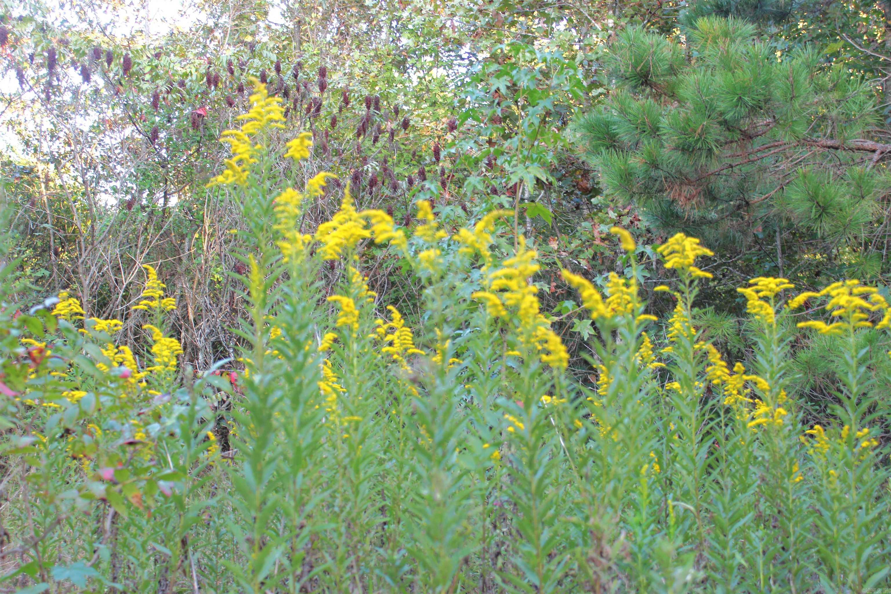 623 Batesville Mountain  Damascus, AR