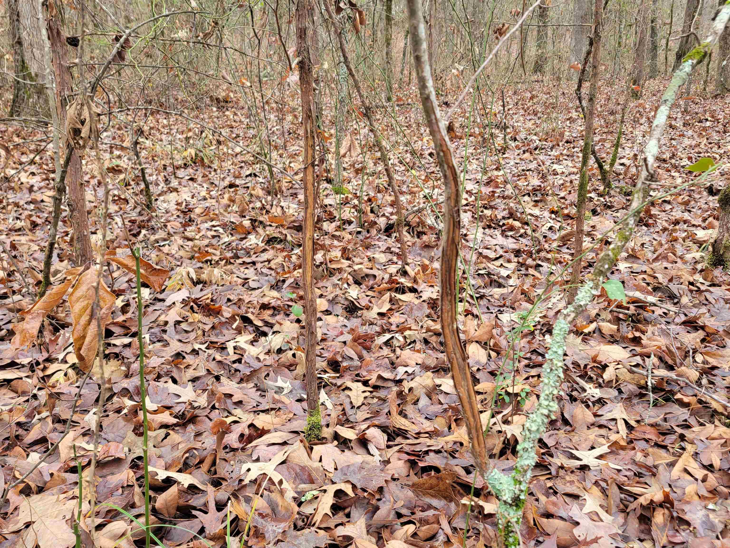 00 McNew Cemetery Rd  Greenbrier, AR