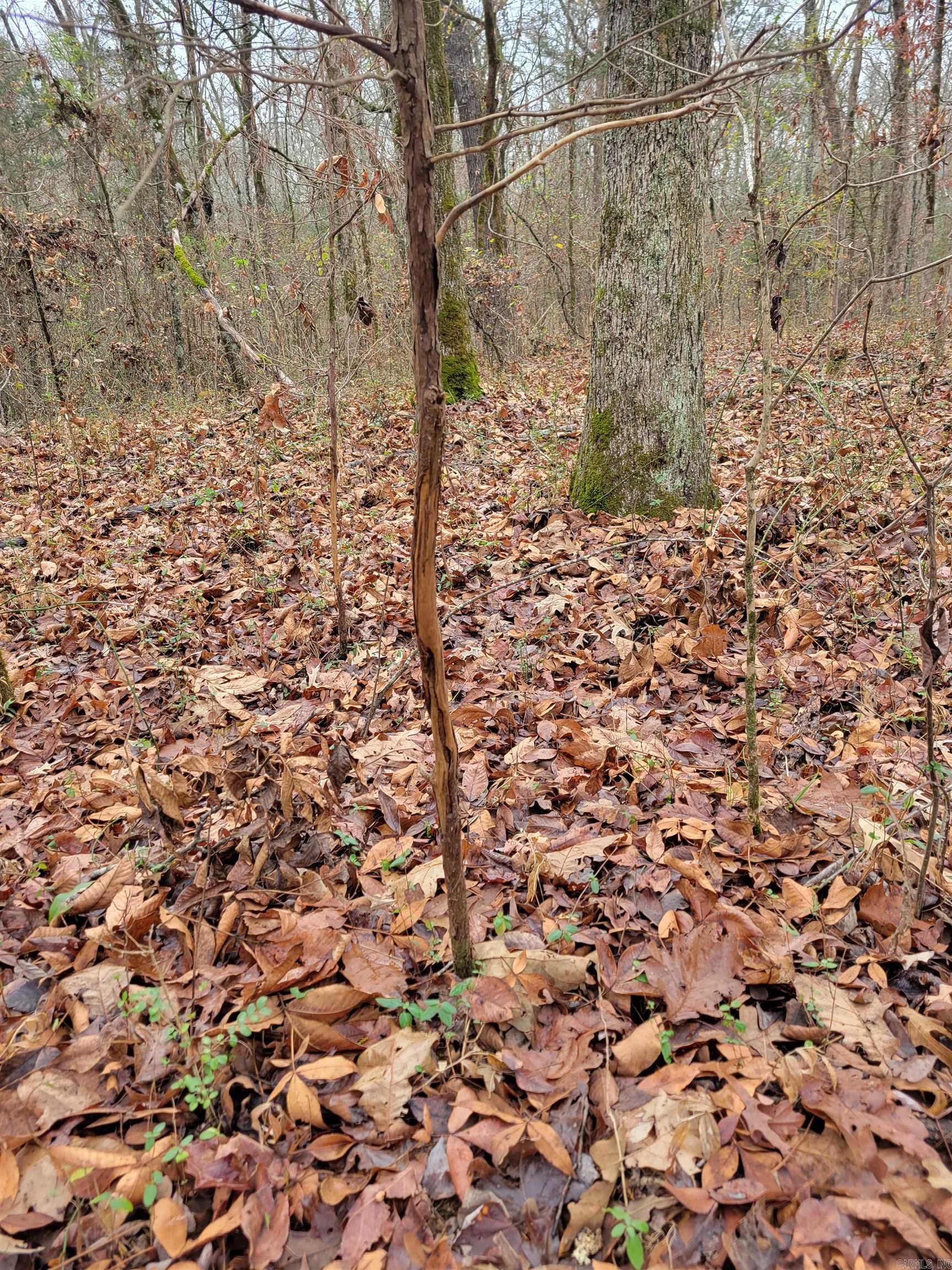 00 McNew Cemetery Rd  Greenbrier, AR