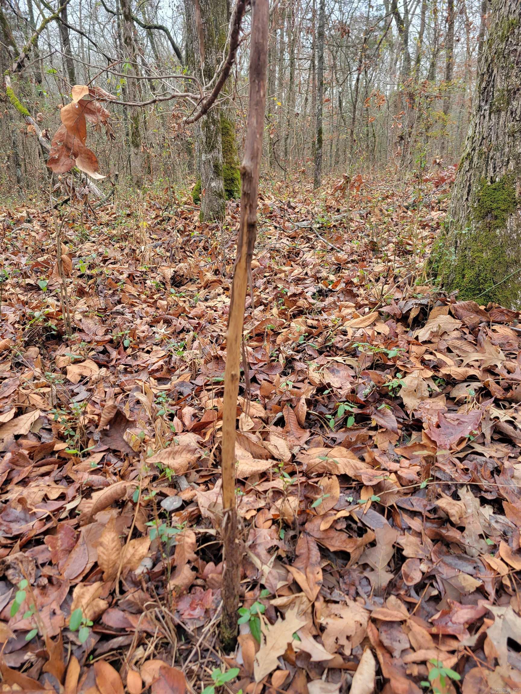 00 McNew Cemetery Rd  Greenbrier, AR