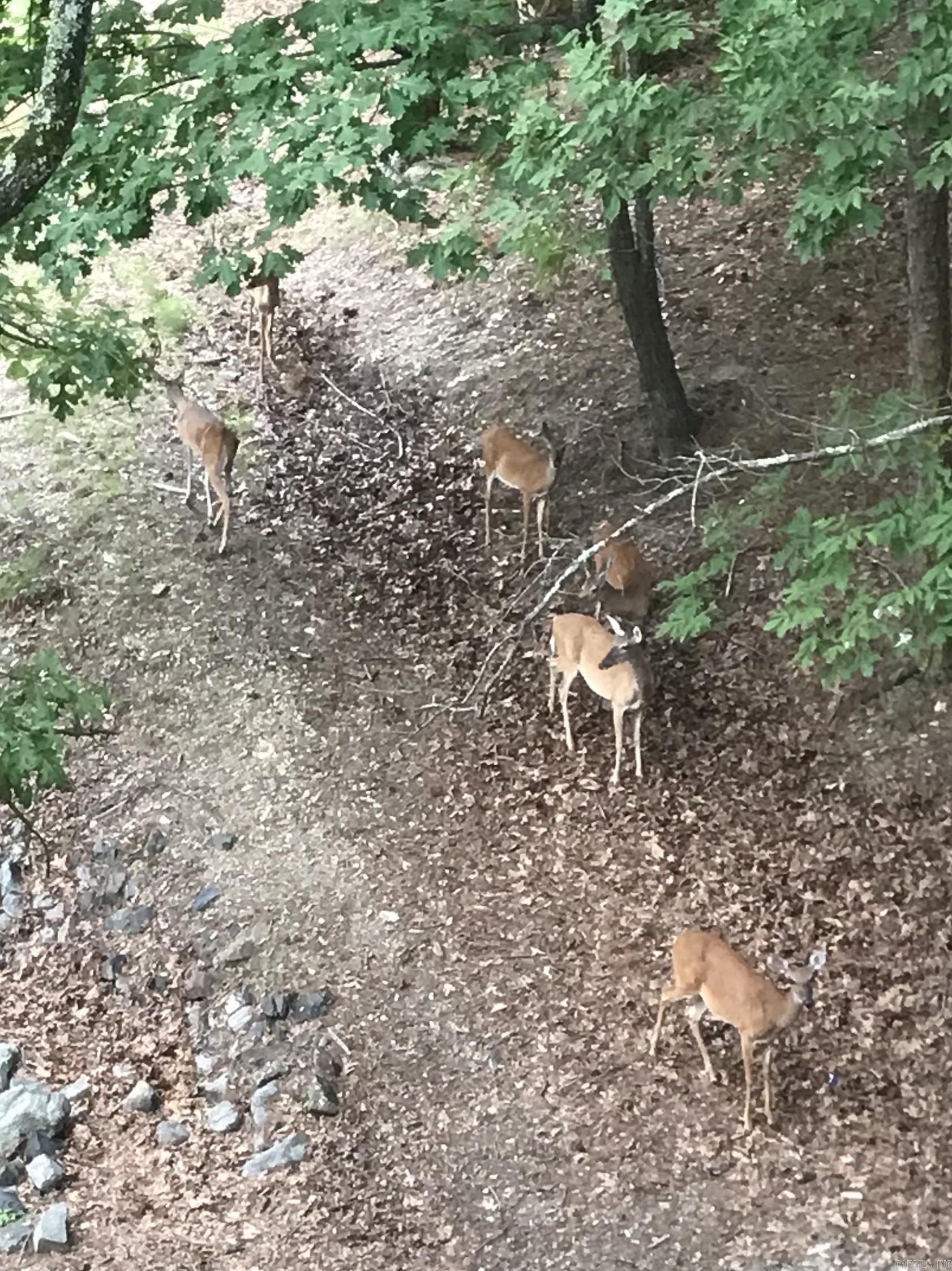 21 Pine Cove  Mount Ida, AR