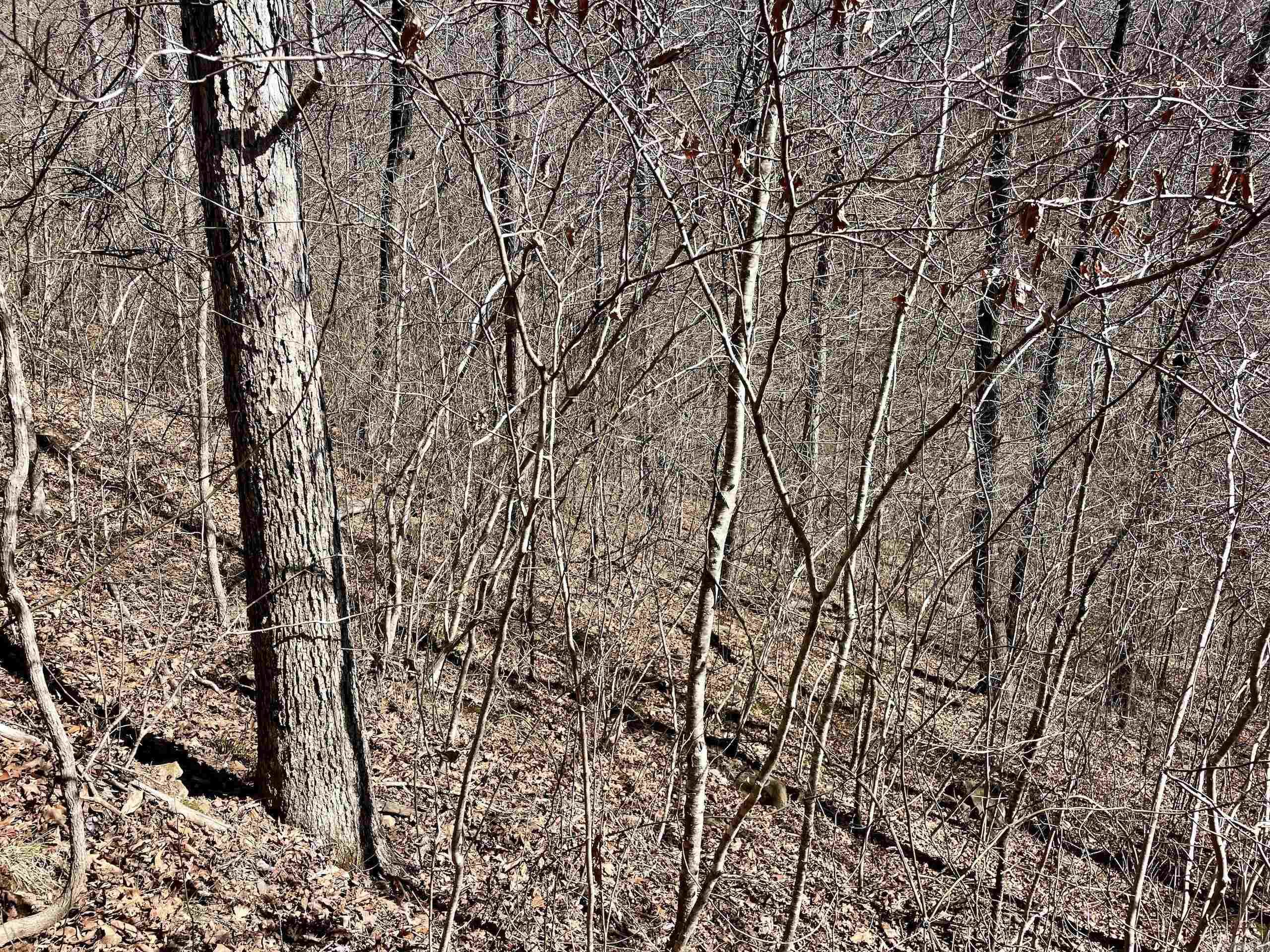 000 HWY 254  Dennard, AR