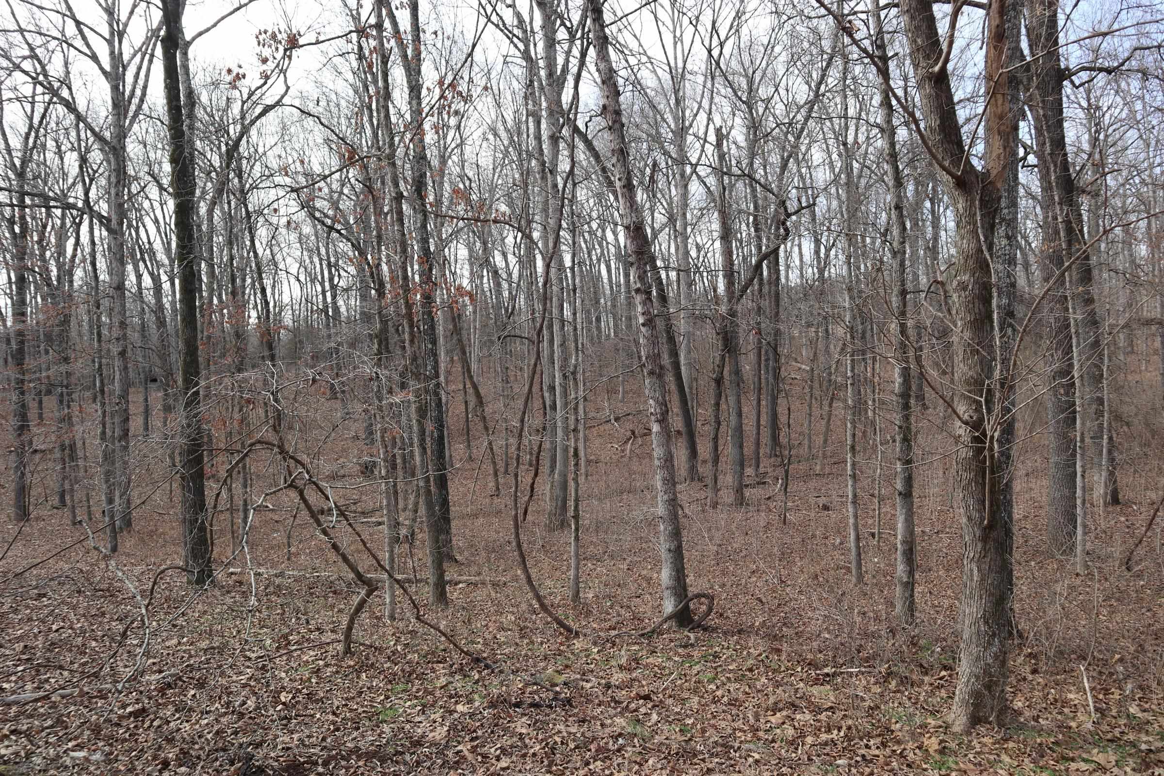 TBD Great Woods Rd  Mammoth Spring, AR