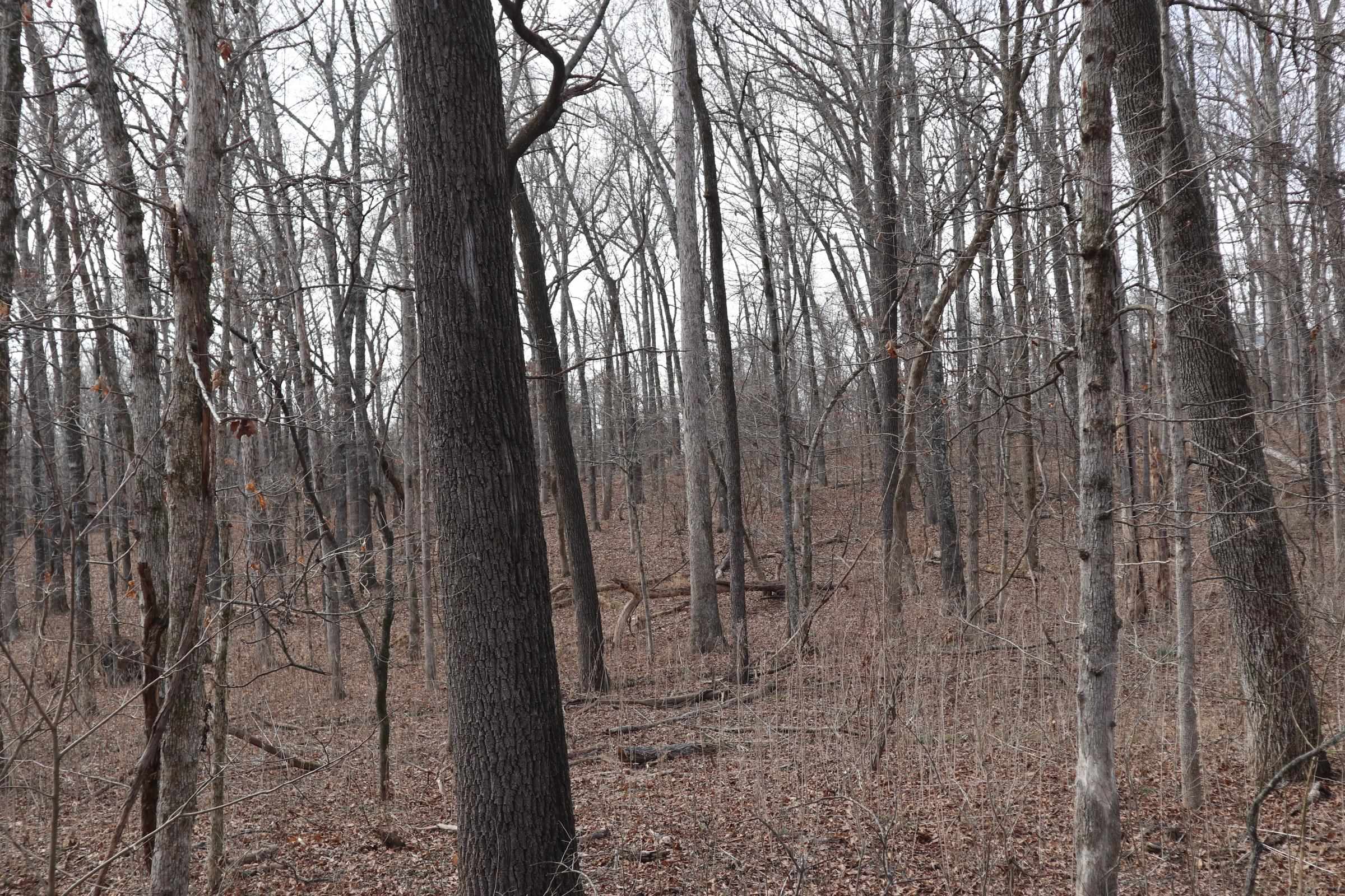 TBD Great Woods Rd  Mammoth Spring, AR