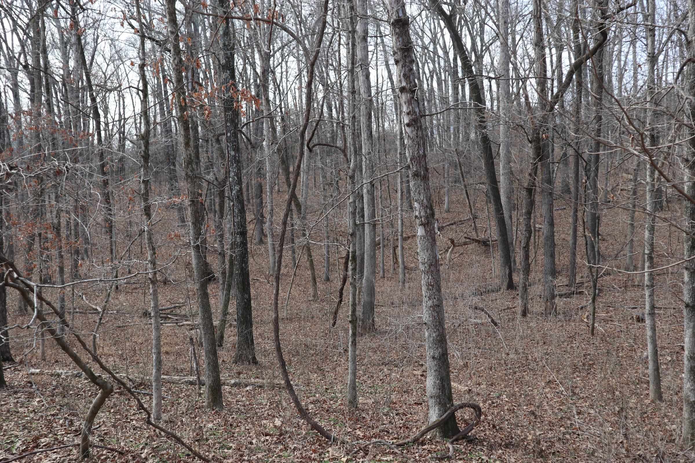 TBD Great Woods Rd  Mammoth Spring, AR