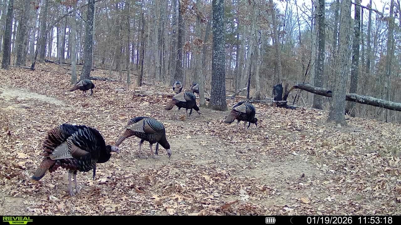 123 Campground Road  Wideman, AR