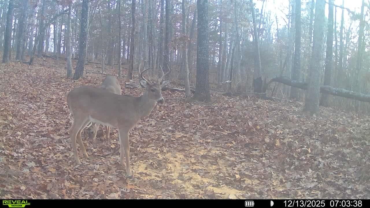 123 Campground Road  Wideman, AR