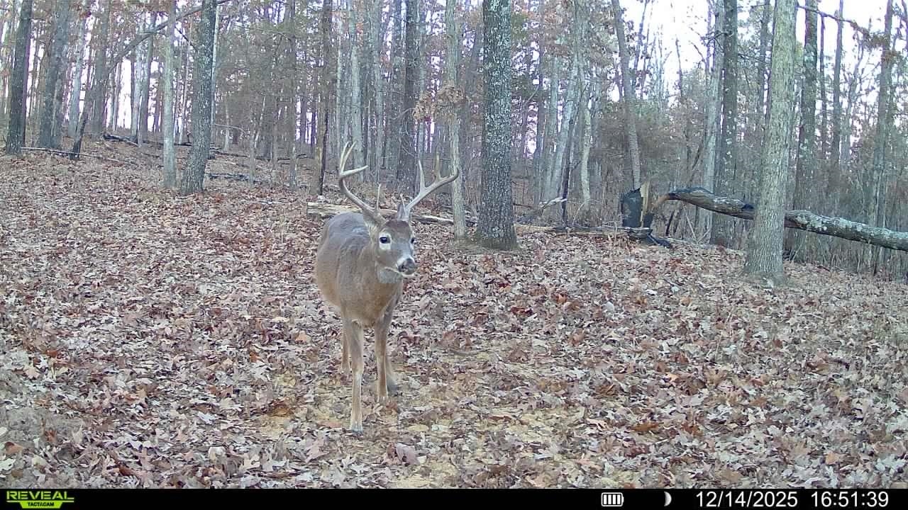 123 Campground Road  Wideman, AR