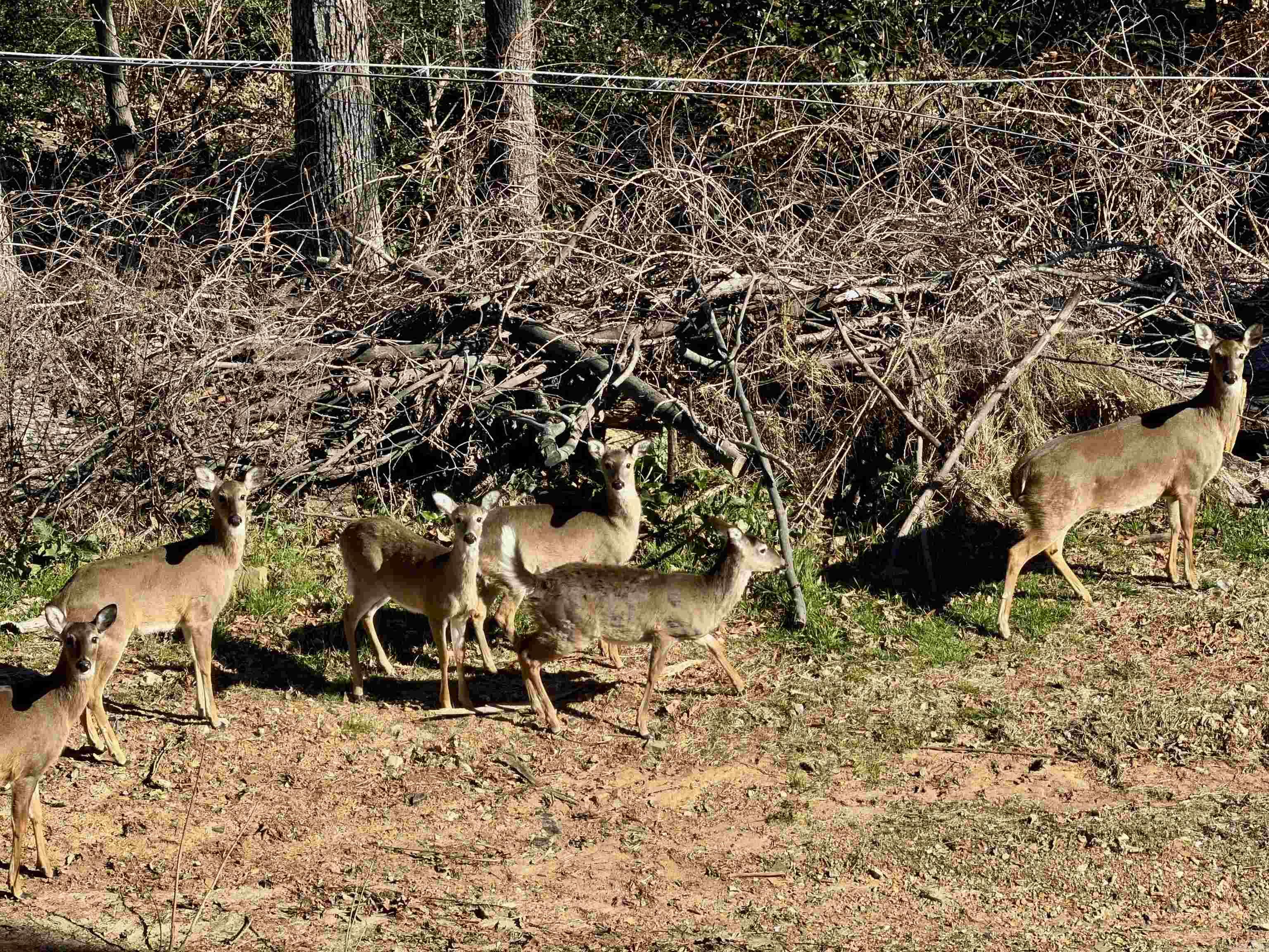 31 Lefever Lane Little Rock, AR 72227