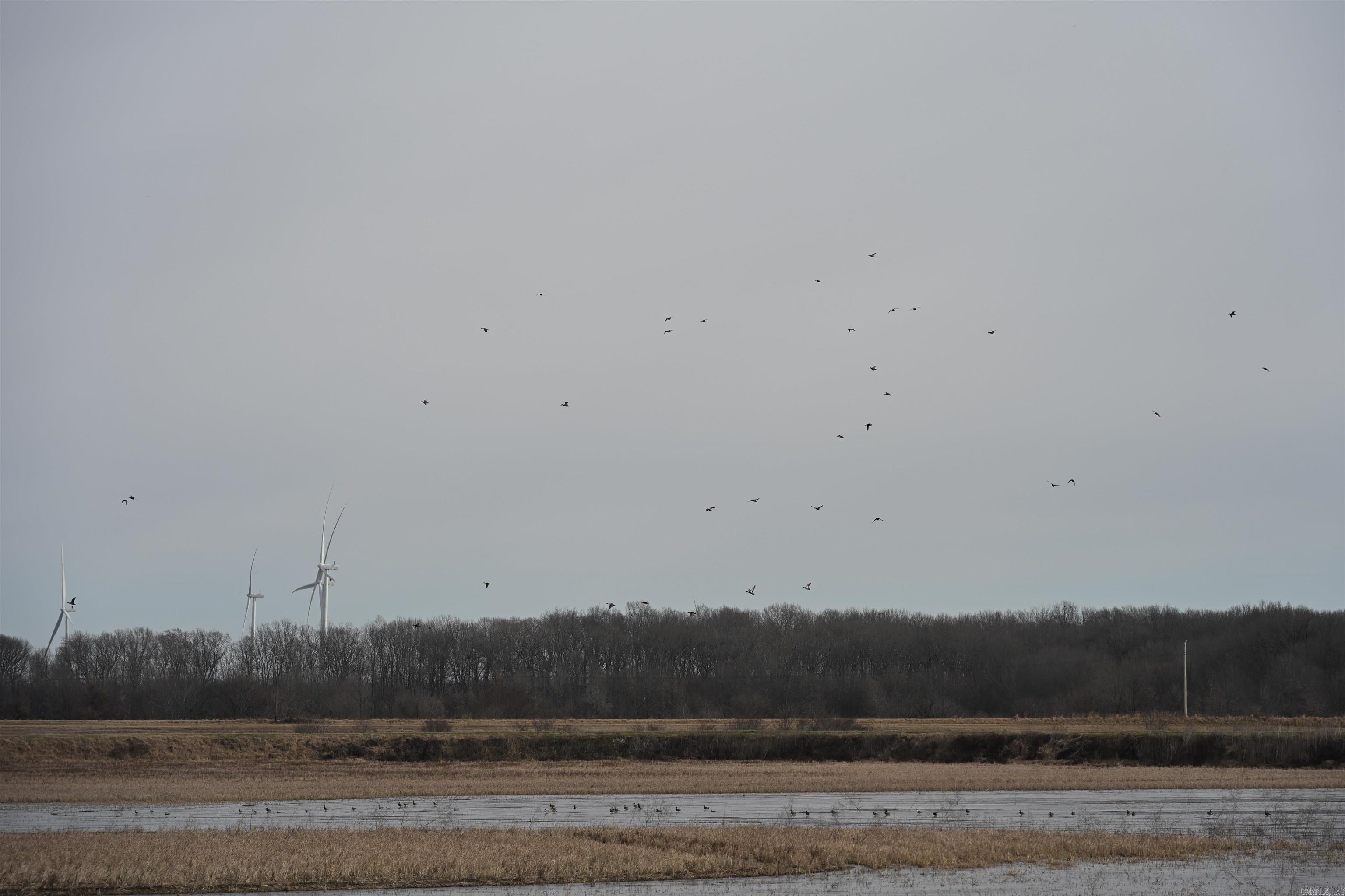 00 cr 242  Wynne, AR