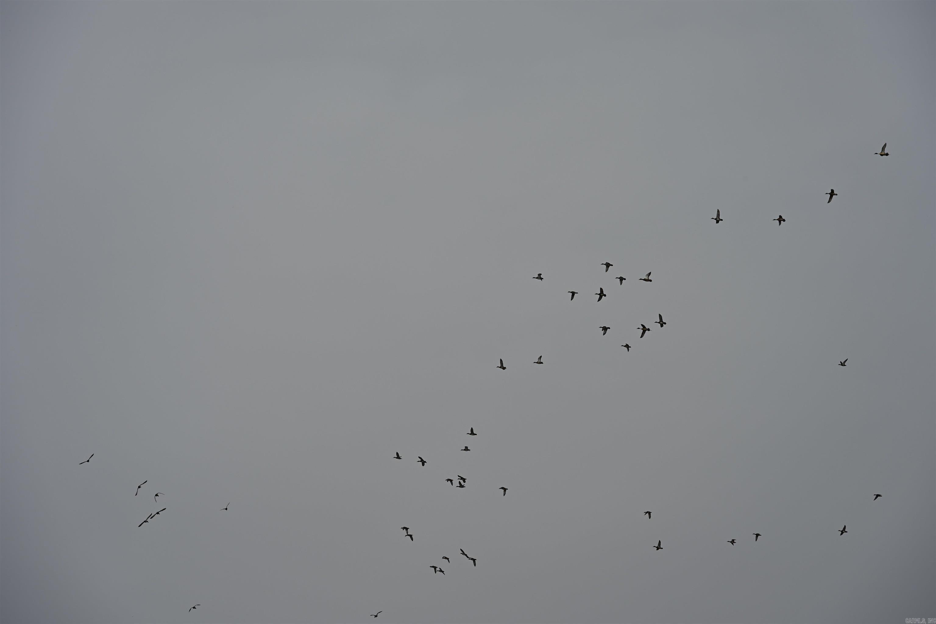 00 cr 242  Wynne, AR