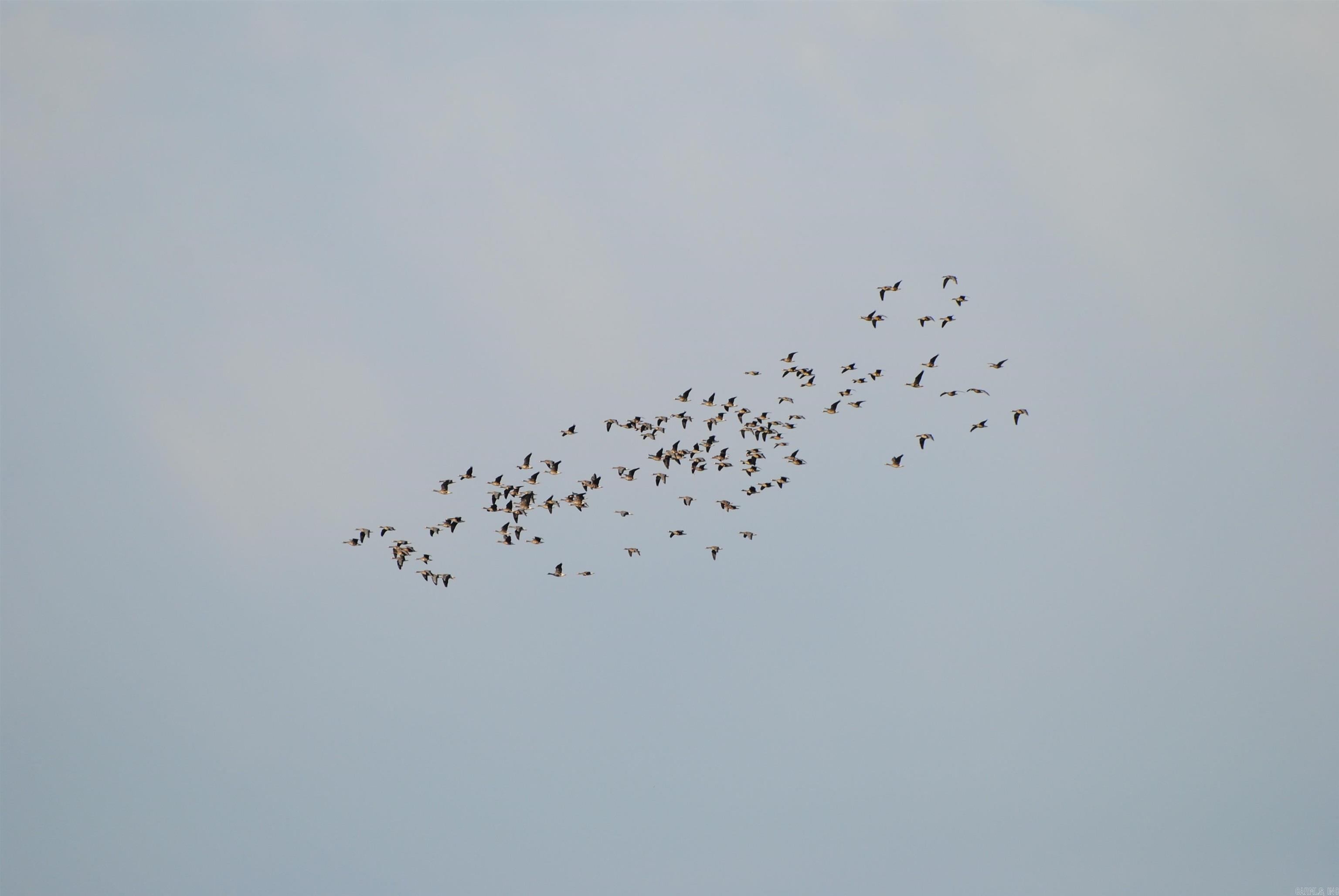 00 cr 242  Wynne, AR