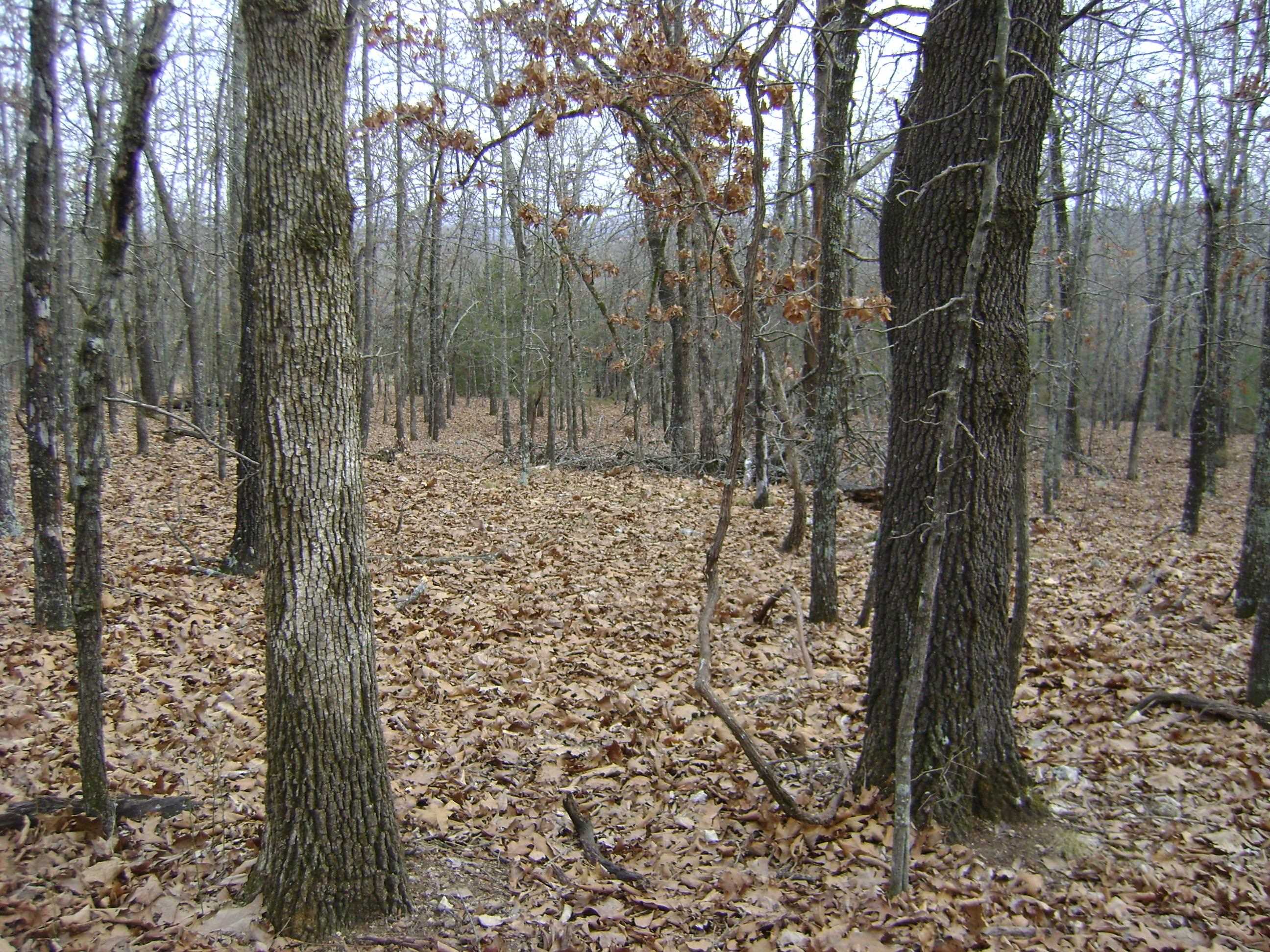  Kennedy Road  Ash Flat, AR