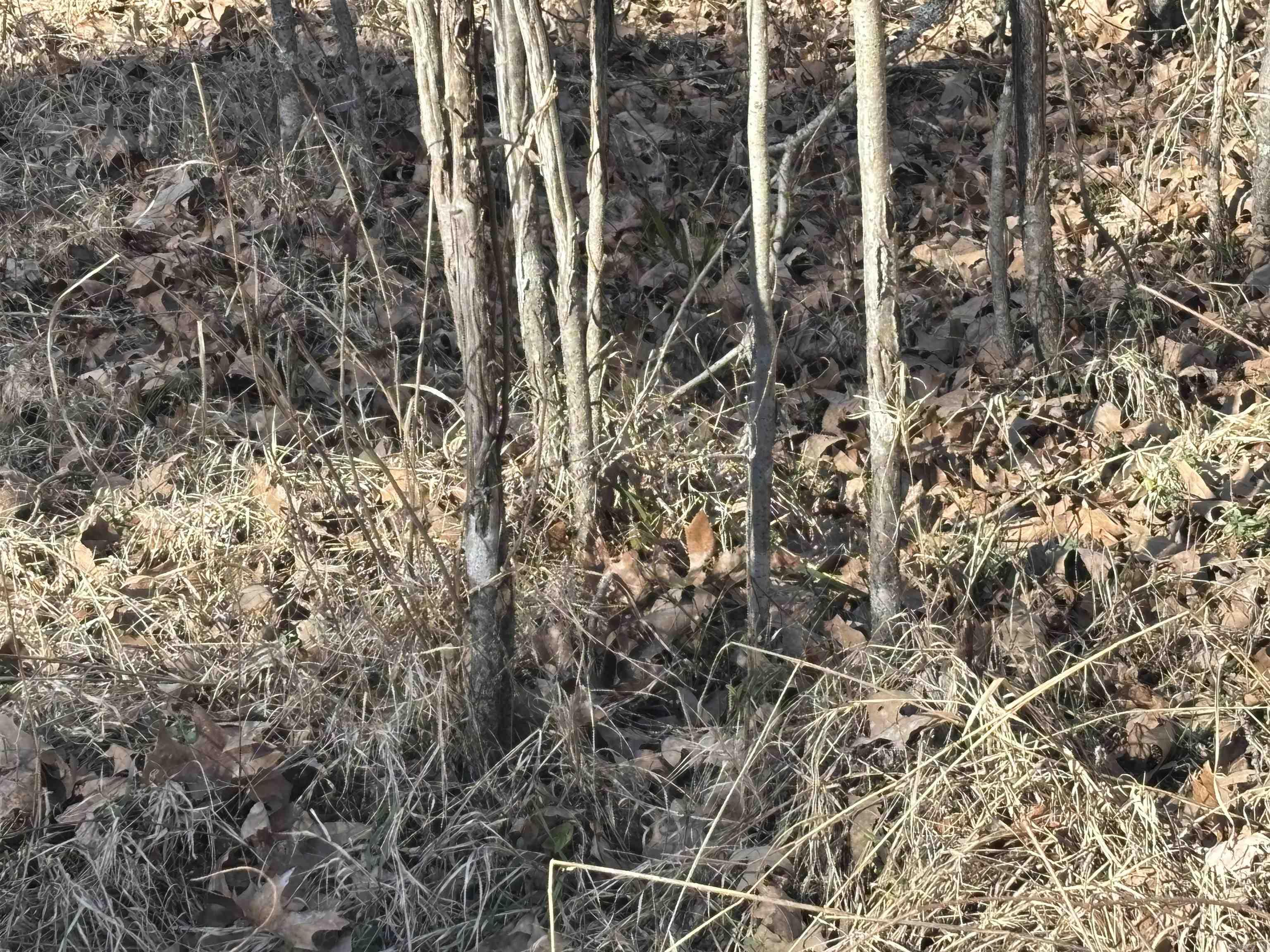 000 Williams  Bald Knob, AR