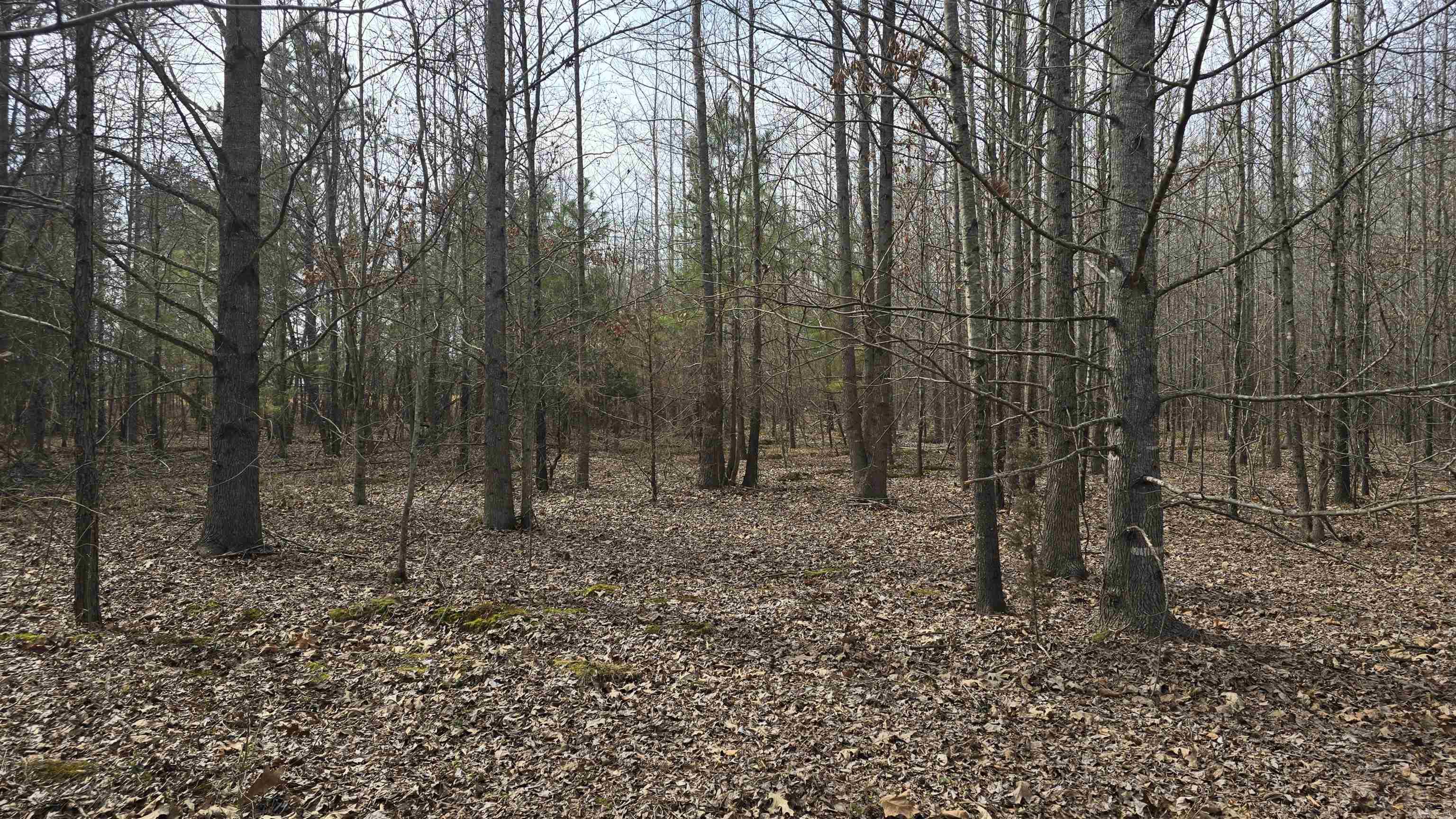 000 Williams  Bald Knob, AR